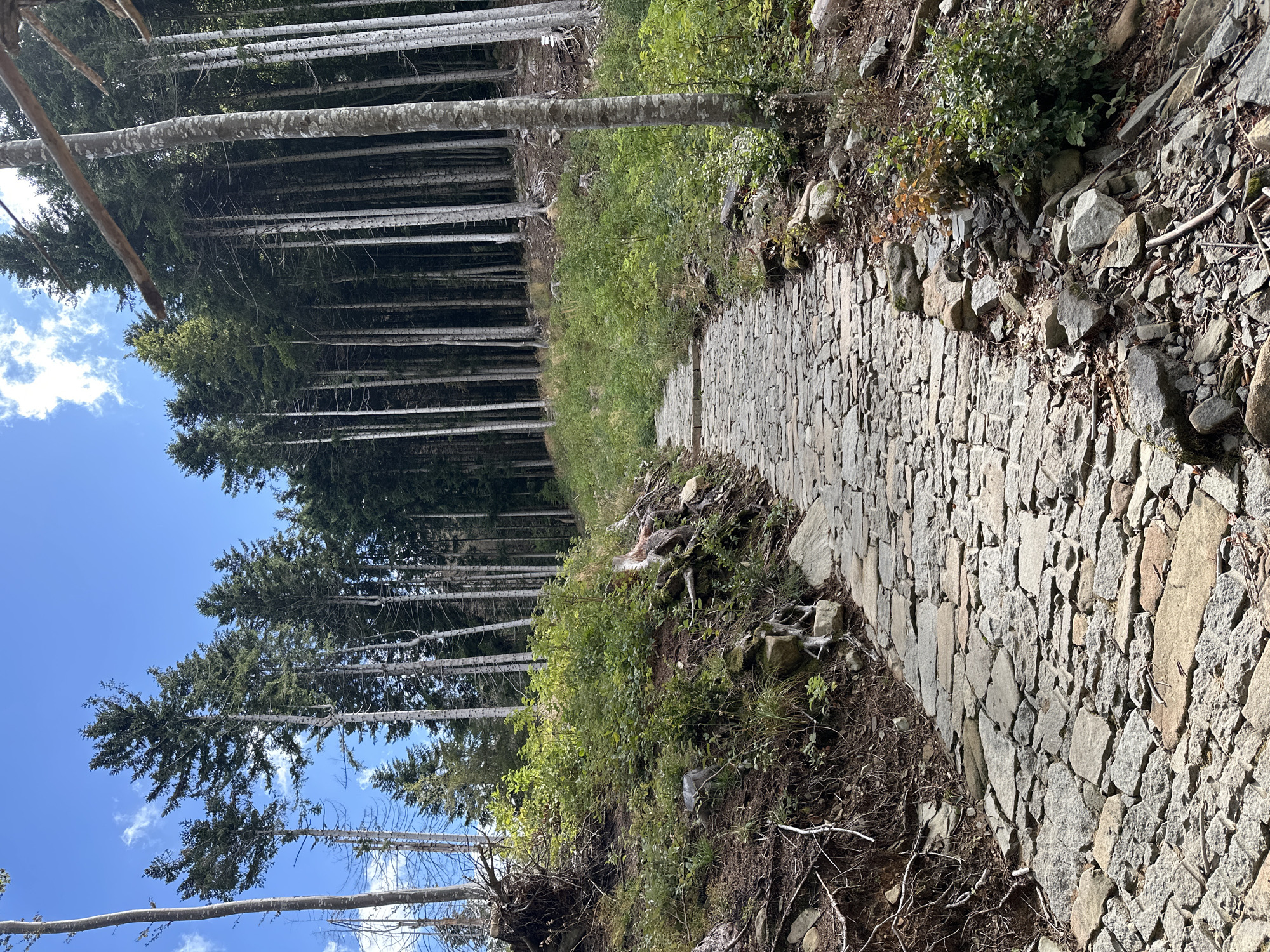 A stone-paved path winds uphill through a dense forest. Tall, slender trees with light-colored bark dominate the scene, their branches forming a canopy overhead. The path is made of irregular, flat stones, some of which are worn and uneven. Lush green undergrowth and mossy rocks line the sides of the path, with fallen branches and exposed tree roots visible on the forest floor. The sky above is a clear blue with a few scattered white clouds. The overall impression is one of a natural, well-trodden trail in a tranquil forest setting. This scene is located in Corniglio, Italy.