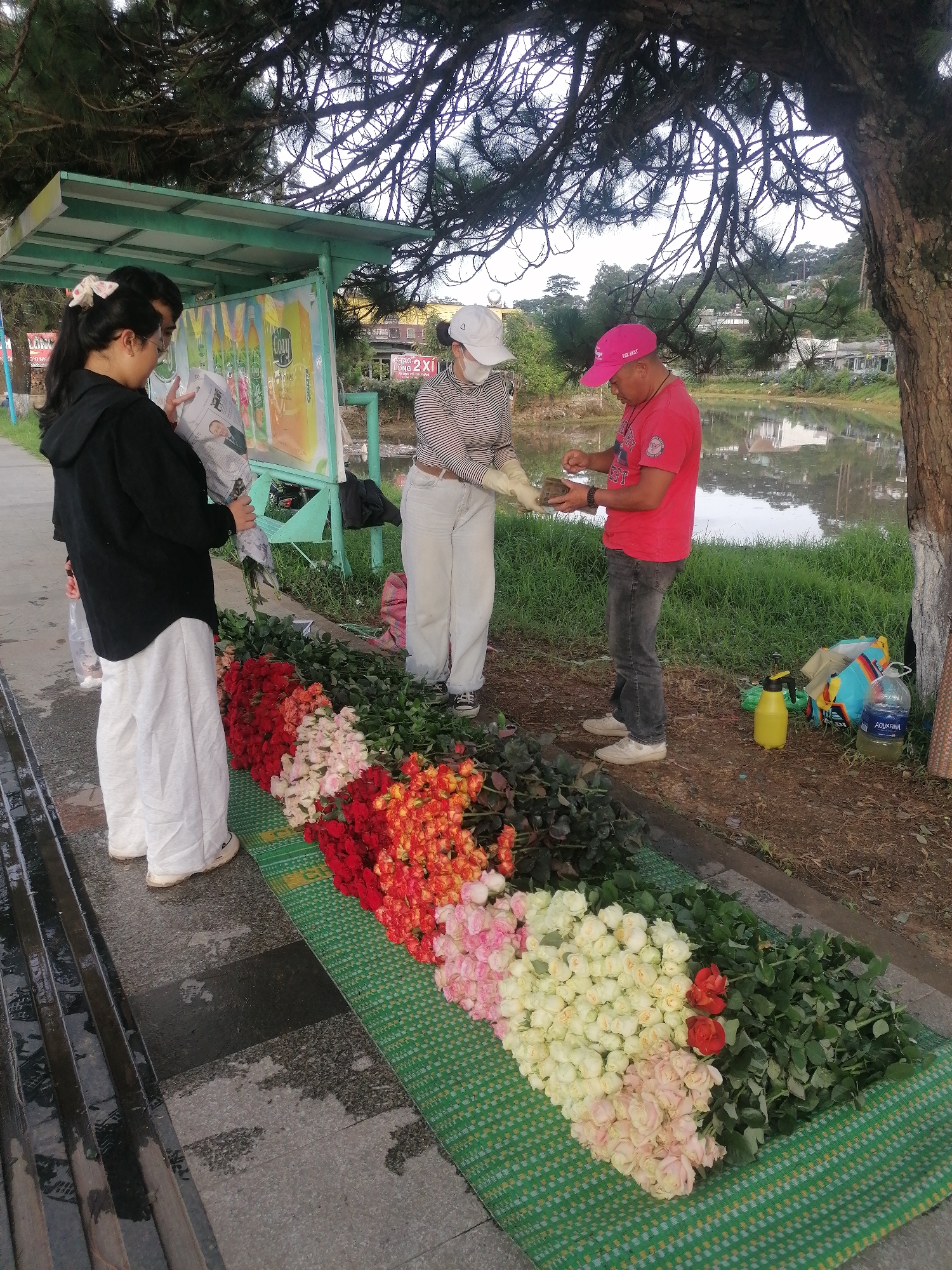 The photograph depicts a flower vendor in Da Lat, Vietnam, engaging with two customers. The vendor, a middle-aged man wearing a pink cap and a red t-shirt, stands on a dirt patch next to a body of water and appears to be processing payment or handling money. He is clad in dark grey denim pants and light-colored casual shoes. A young woman wearing a striped shirt, light-colored pants, and a white cap, is interacting with the vendor. A third person, a woman with a bow in her hair, is handling a bundle of flowers wrapped in newspaper. She is wearing a black jacket over white pants.
The flowers are arranged on a green striped mat laid out on the pavement. The varieties include red, pink, orange, and white roses.
Behind the group is a green bus stop shelter with advertisements. In the background is a tranquil pond reflecting the surrounding buildings and vegetation. To the right of the vendor is a large tree trunk and a yellow spray bottle. A plastic bag and a water bottle are sitting on the ground next to the tree trunk.
The setting appears to be an outdoor area on a cloudy day with a pond and some greenery visible. Houses and buildings are visible in the background. The scene suggests a casual interaction between a vendor and customers buying flowers, likely for gifting.