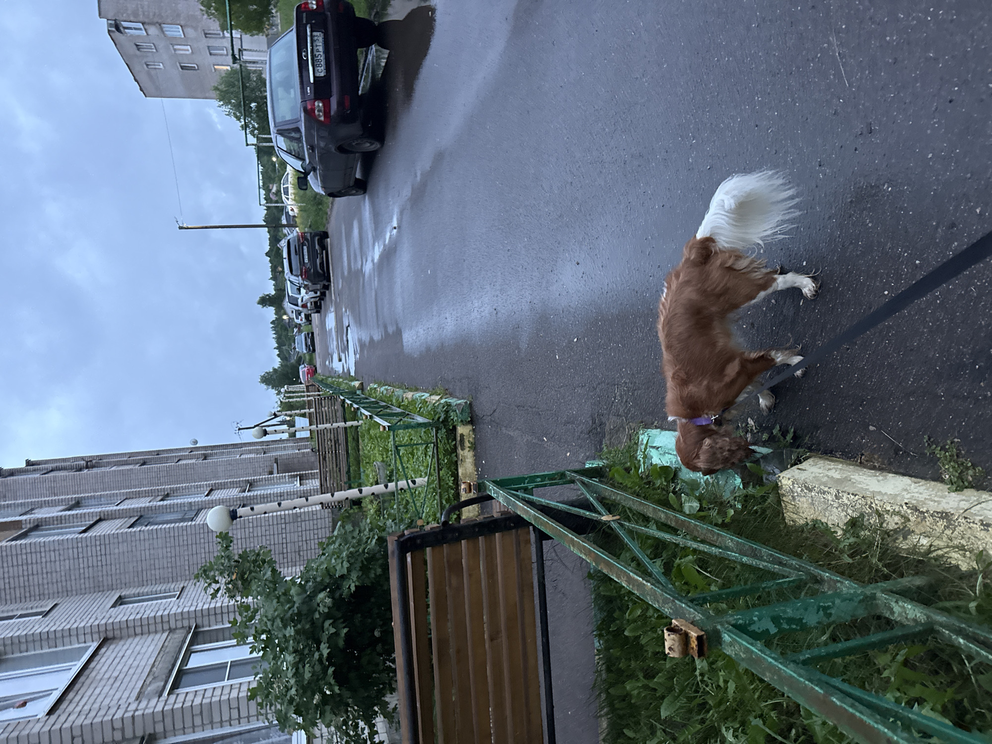 A brown and white dog on a leash is sniffing at the base of a green metal fence next to a concrete curb. The dog is facing left, with its head down. The dog's tail is white and fluffy. The fence is weathered and has patches of rust. Behind the fence is a grassy area with a wooden bench. The bench is brown and has metal supports. To the left of the bench is a green bush. Further left, a multi-story brick building with white-trimmed windows lines a walkway. The walkway is paved with asphalt and is wet, with several puddles reflecting the overcast sky. Several cars are parked on the street to the right of the walkway, and in the distance, more cars are visible driving down the street. The sky is a muted gray, suggesting it may have recently rained or is about to rain. The scene appears to be in a residential area of Valday, Russia, likely near an apartment complex.