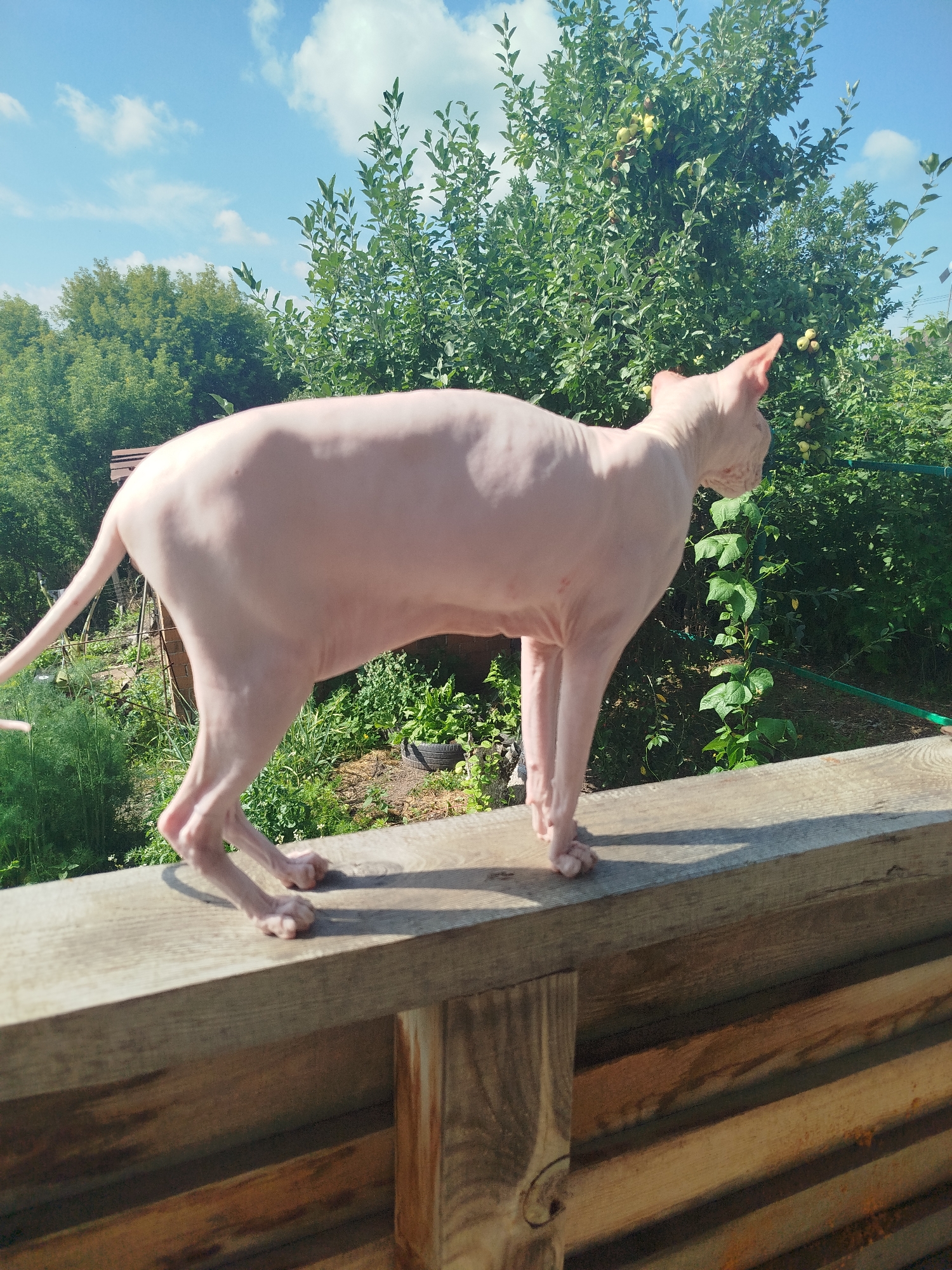 A pink Sphynx cat stands on a weathered wooden railing, its body facing left. The cat is in profile, its tail extended behind it. The background is filled with lush green trees and a bright blue sky with scattered white clouds. The cat appears to be in an outdoor setting, possibly a backyard or garden. No specific location in Zavodoukovsk, Russia, can be determined from the image.