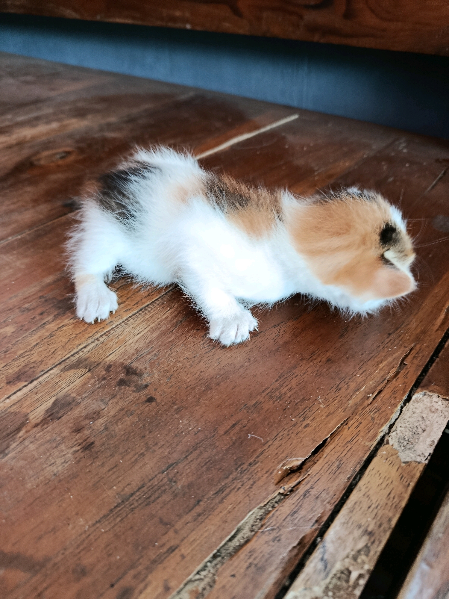 A calico kitten is lying on a wooden surface. The kitten is small with white, orange, and black patches of fur. It is facing towards the right side of the image, with its head down, possibly sleeping or resting. The wooden surface appears to be made of planks with visible grain and some wear. The background is out of focus but suggests a darker, possibly blueish wall or surface. The scene is indoors, possibly in a home.