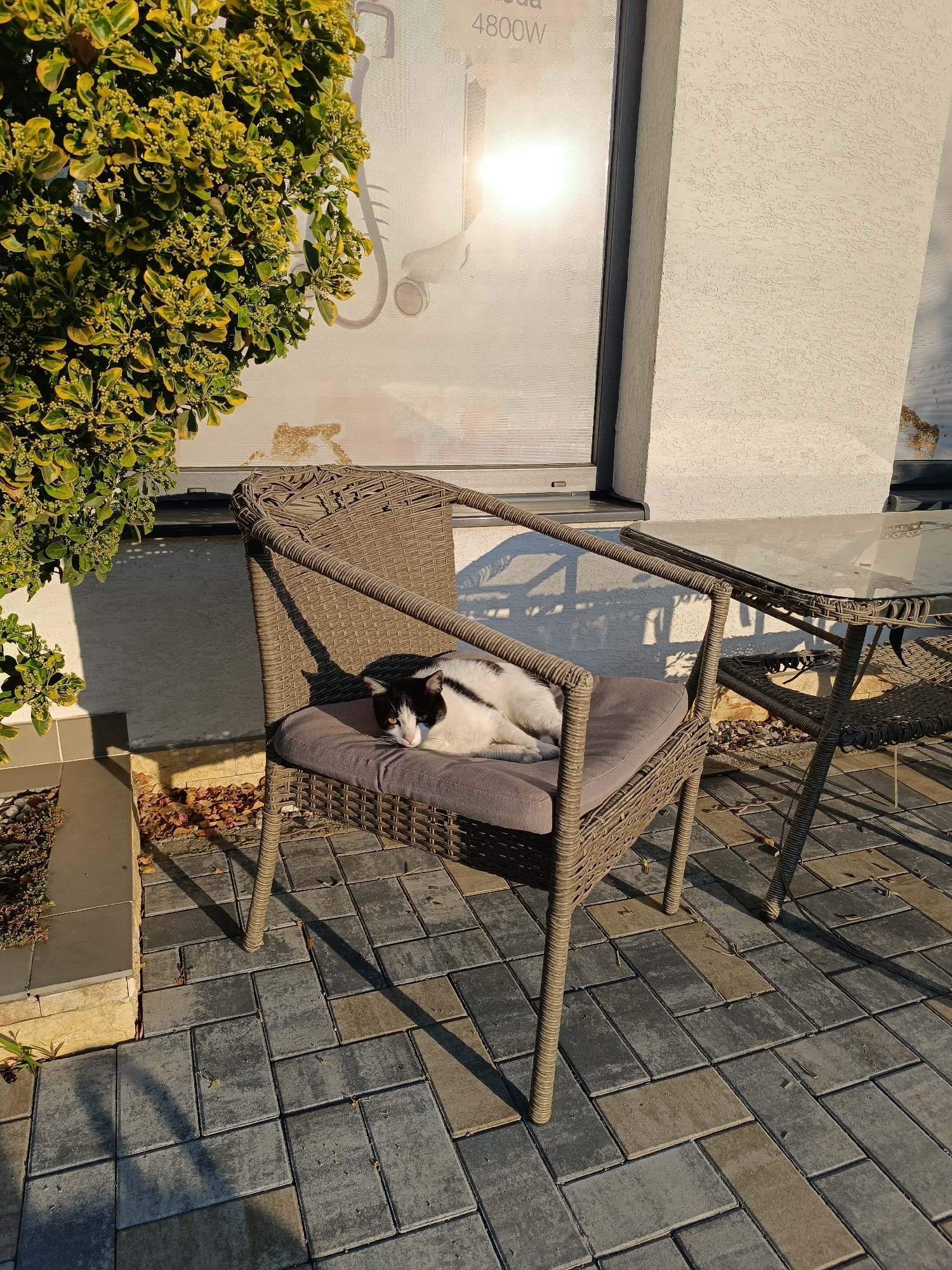 A black and white cat is lying on a chair cushion on a woven chair outside a building in Târgu Jiu, Romania. The cat is facing left with its eyes closed. The chair is on a patio paved with rectangular interlocking bricks. To the left of the chair is a green bush with yellow flowers, and to the right is a glass-topped table with a woven base. The building has a textured white wall and a large window with a reflection of the sun. The scene is lit by bright sunlight, casting shadows on the ground.