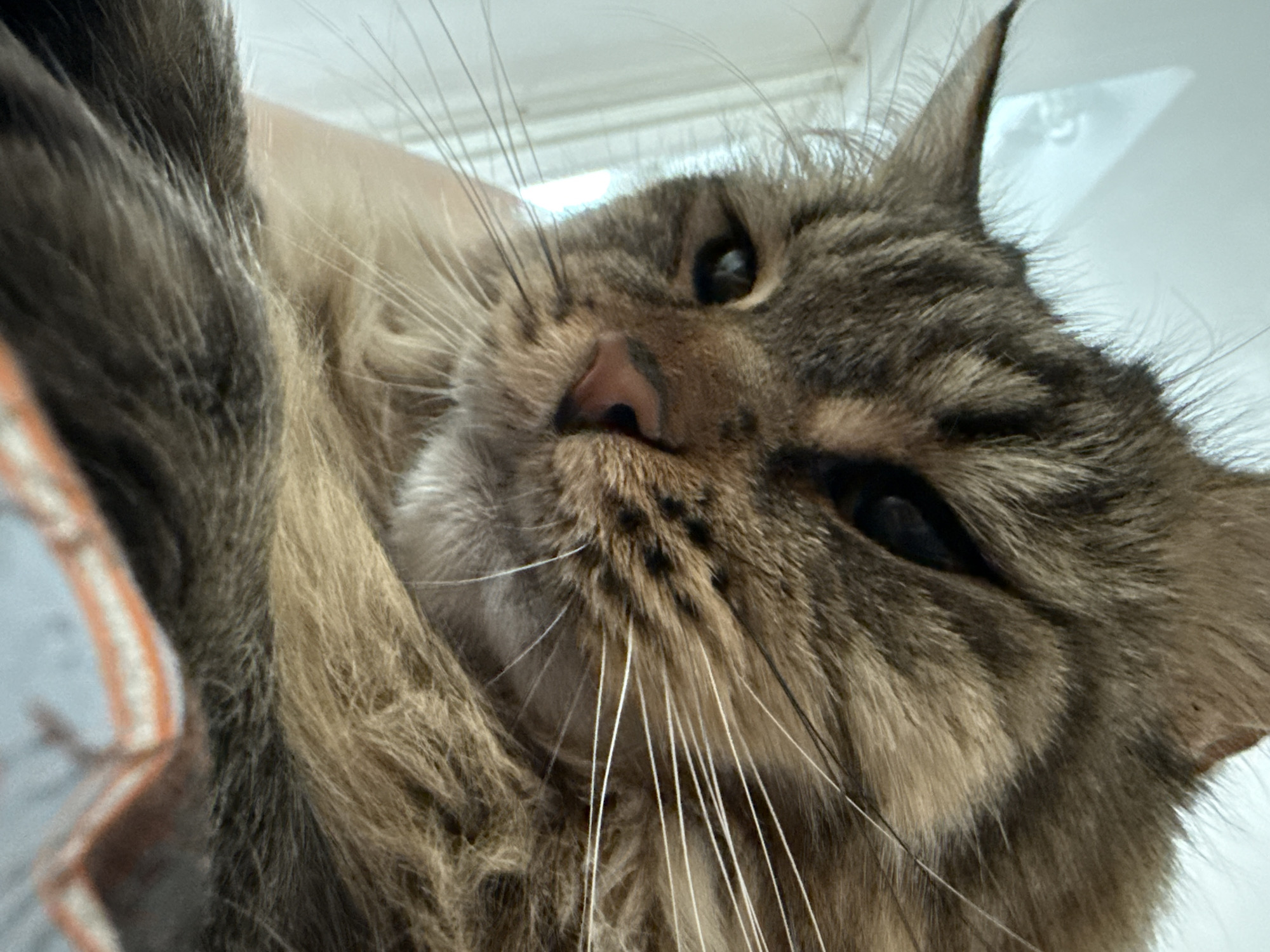 A close-up shot captures a cat with striped fur, a pink nose, and long whiskers. The cat's eyes are partially closed, giving it a relaxed expression. The background appears to be a plain wall or ceiling. No location or evidence of human presence can be determined from the image.