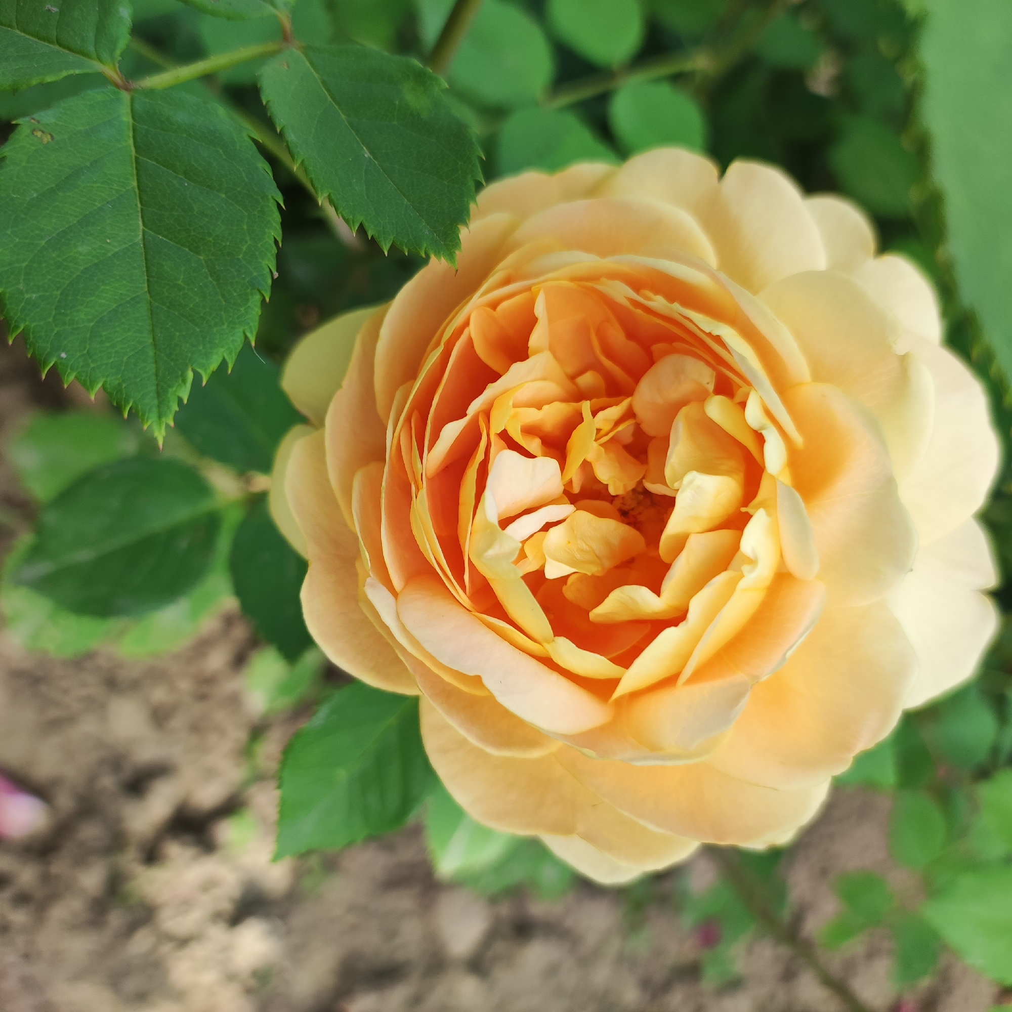 This is a close-up, top-down photograph of a fully bloomed, peach-colored rose. The rose is the central subject, with its intricate layers of petals forming a dense, swirling pattern. The petals transition from a deep, vibrant orange in the center to a softer, lighter peach towards the outer edges. Some petals appear slightly unfurled, revealing the delicate textures within.
Surrounding the rose are dark green leaves, some of which are in sharp focus, showcasing their serrated edges and prominent veins. Other leaves and parts of the rose are softly blurred, creating a shallow depth of field that emphasizes the rose. The background consists of muted green foliage and the soft brown of the soil, with a few subtle pink hues possibly from fallen petals, suggesting a garden setting. The lighting appears natural, indicative of daytime, possibly morning or late afternoon due to the soft shadows and warm tones. There are no visible people or animals, and no text is present. The overall impression is one of natural beauty and tranquility, highlighting the intricate details of the rose. The location context of Navoloki, Russia, suggests this photograph was taken outdoors in a garden or park.