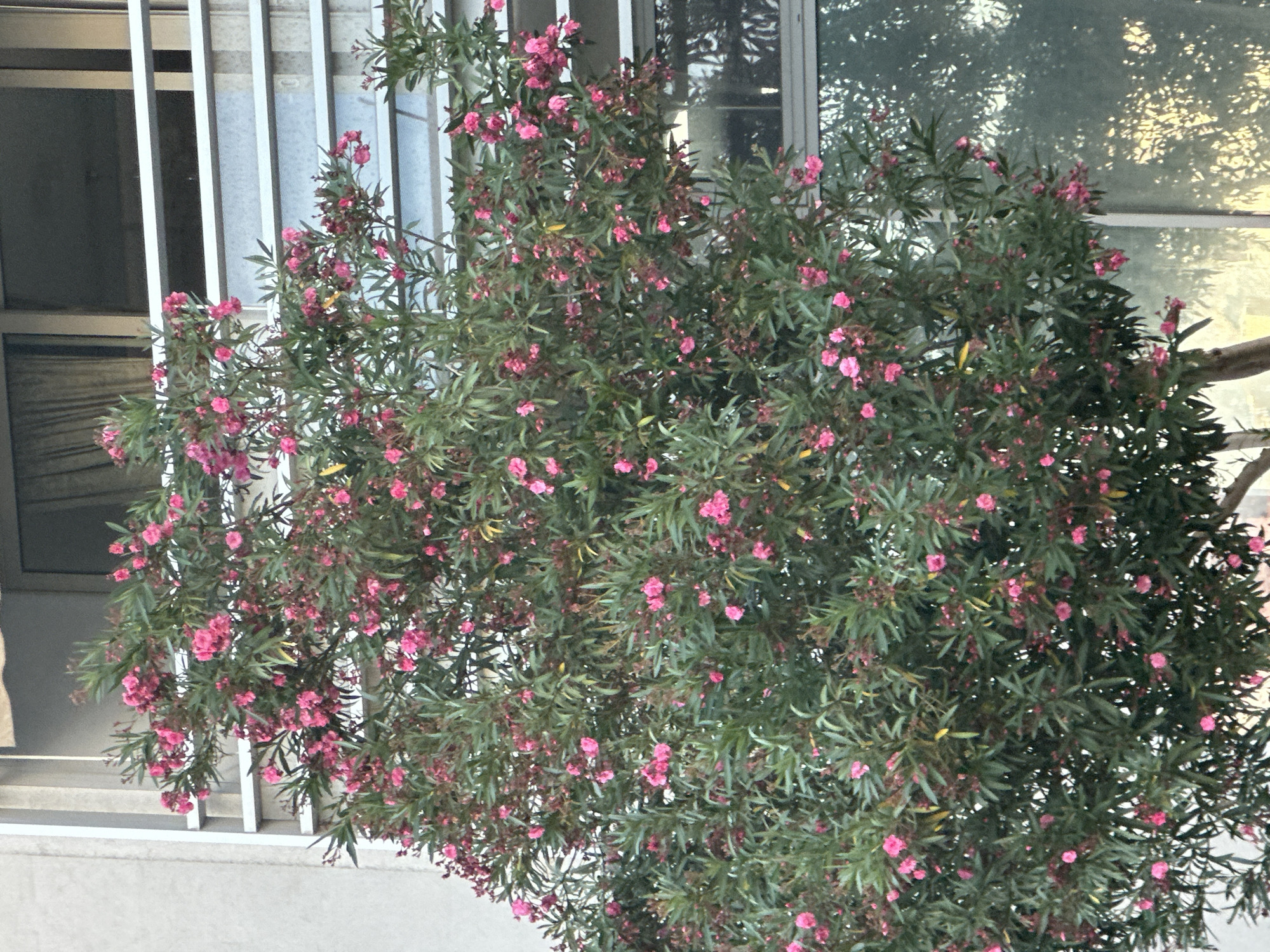A fully blooming oleander tree with pink flowers stands in front of a modern building with horizontal metal railings and a window reflecting sunlight. The tree is lush and green, with numerous clusters of small pink blossoms. The building appears to be an apartment complex or office building, with a light-colored concrete facade. The window is large and reflects the surrounding environment, creating a somewhat abstract pattern of light and shadow. There are no people visible in the image. The scene is captured during daylight hours, with the sun casting strong shadows. This image appears to be taken in the city of Budva, Montenegro, based on the architecture and flora commonly found in the region.