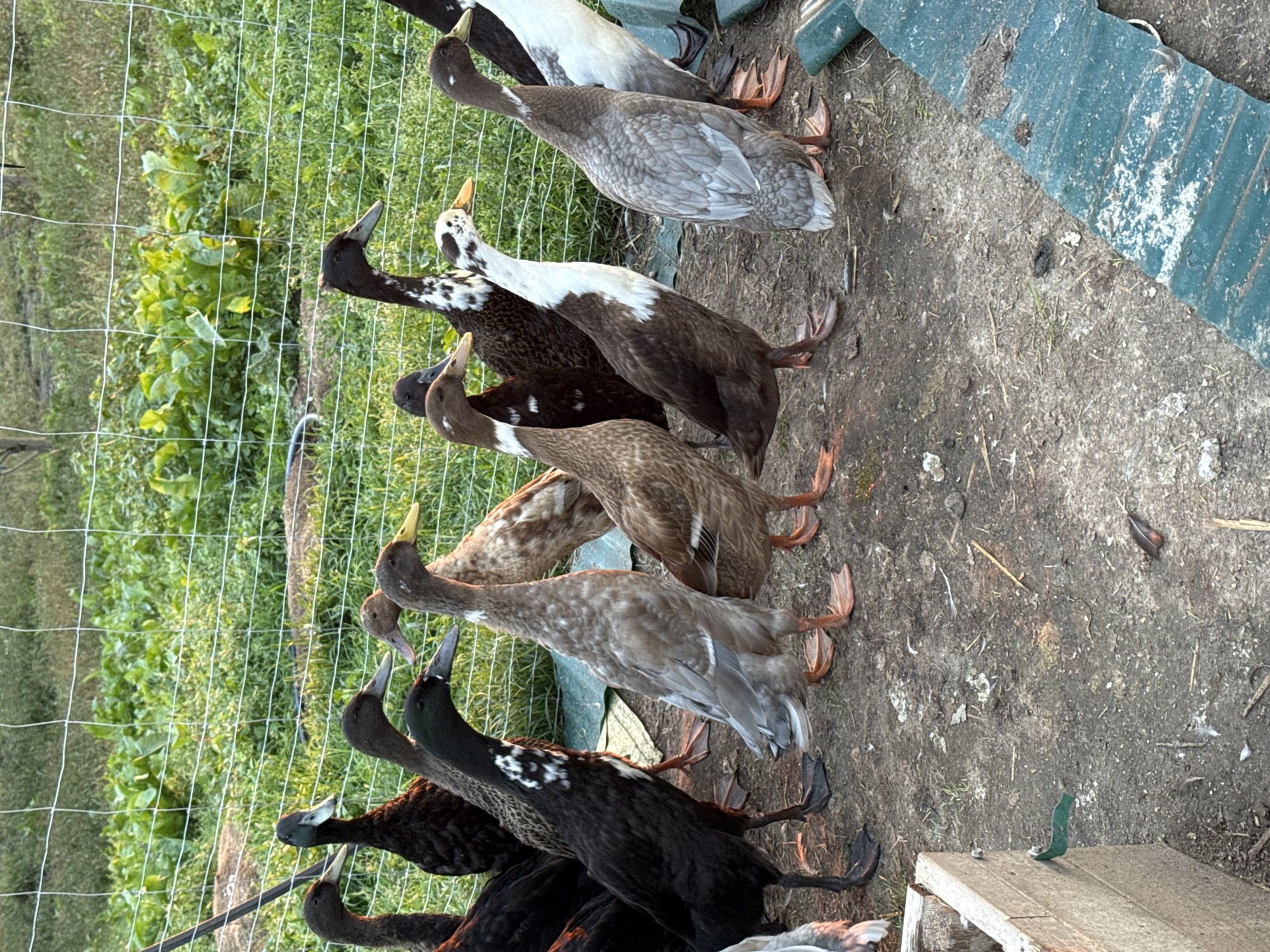 A flock of Indian Runner ducks stands in an outdoor enclosure in Galinė, Lithuania. The ducks are a mix of colors including black, brown, gray, and white. They are standing on dirt and straw, with a green wire fence in the background. The ducks appear to be healthy and well-fed. The enclosure seems to be part of a farm or rural property.