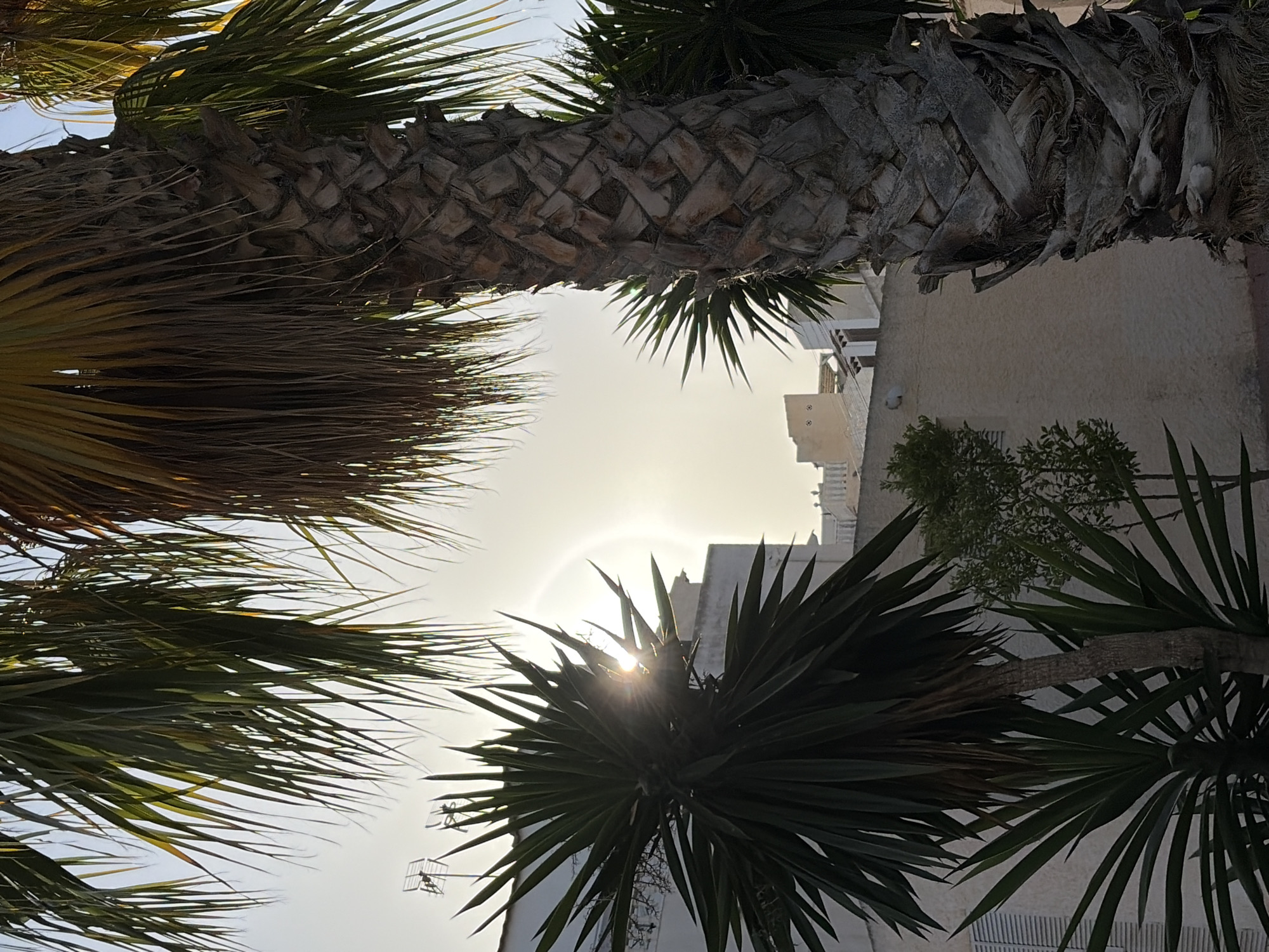 In Torrevieja, Spain, a photograph captures a close-up view of a palm tree trunk with detailed, textured bark in the foreground, predominantly on the right side of the frame. To the left, another palm tree with spiky, dark green fronds is visible, with the sun partially obscured by its leaves, creating a lens flare effect and a faint rainbow halo. In the background, the pale sky transitions to a lighter hue near the horizon. A white building with some architectural details and a satellite dish is situated behind the left palm tree. Further in the distance, more buildings and structures are faintly discernible against the sky. The scene is set outdoors, likely in a residential or urban area, with a backdrop of palm trees suggesting a warm climate.