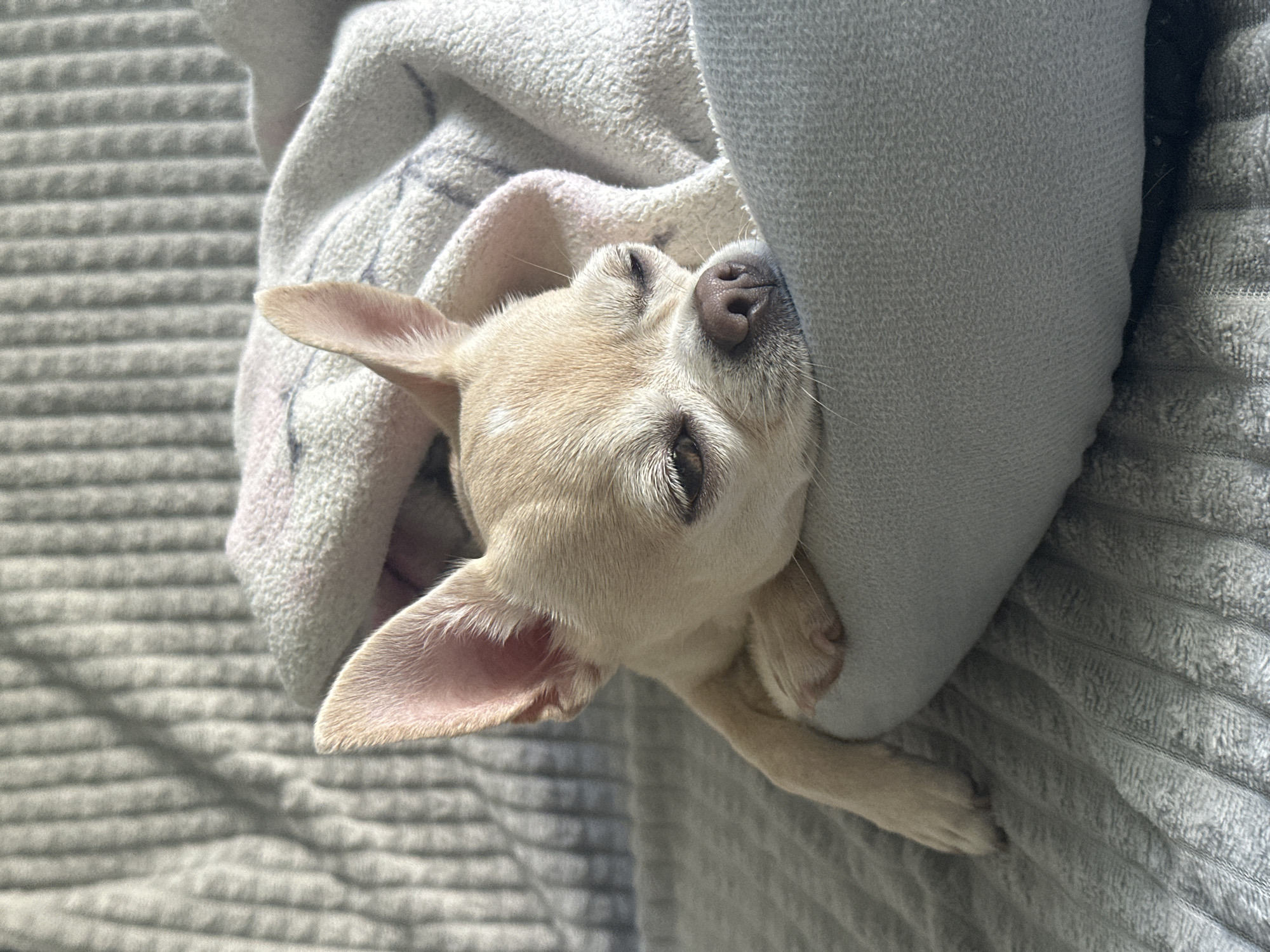 A tan Chihuahua rests snugly in a grey and white fabric enclosure, nestled on a grey, ribbed fabric surface. The dog's eyes are closed. The image gives no indication of location, much less a specific city. No people are visible.