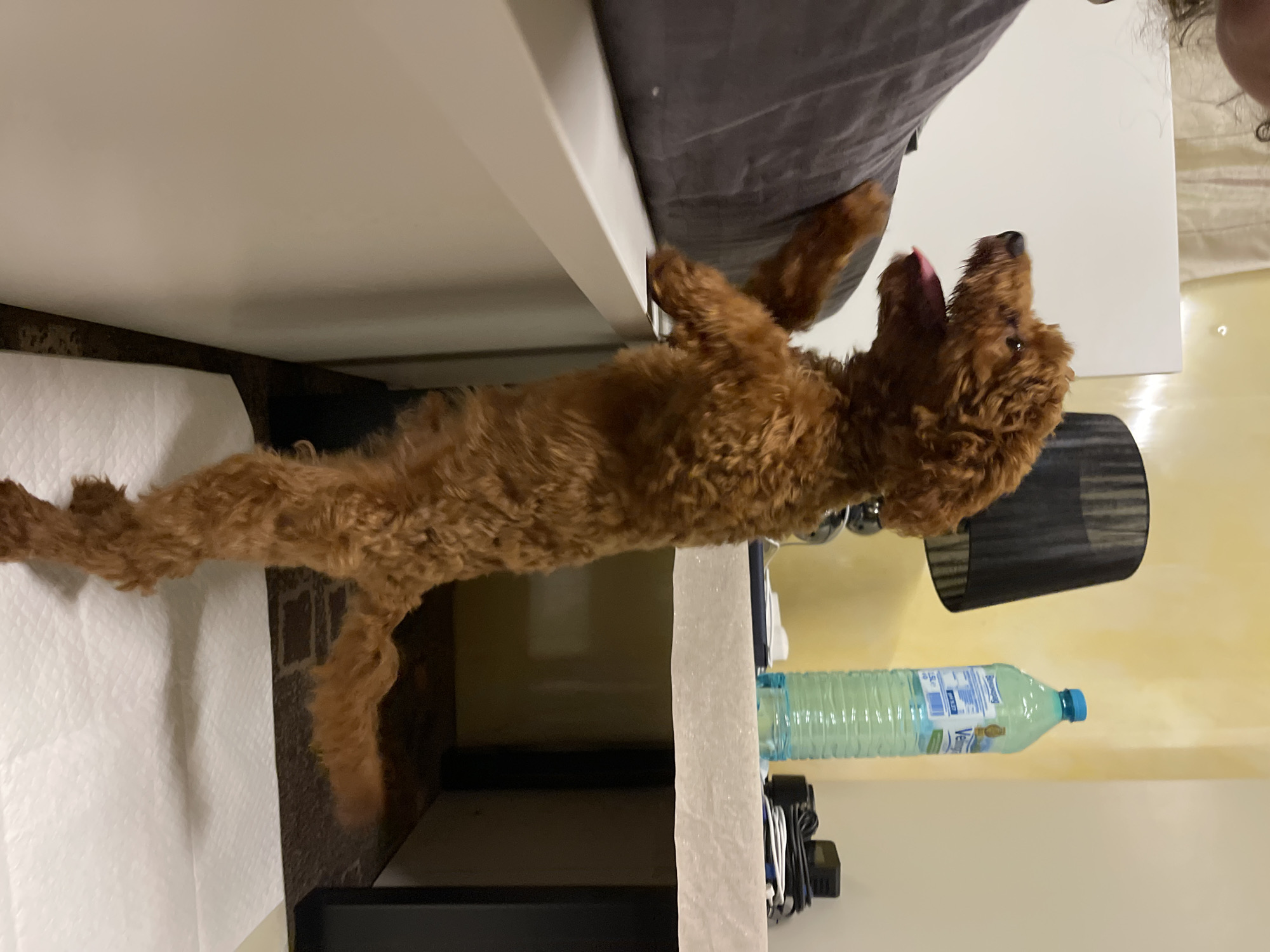 A long-bodied, brown, curly-haired dog is standing on its hind legs and reaching towards a white surface. The dog's mouth is open and its tongue is visible. Behind the dog, there is a bed with a gray blanket. A water bottle and a black lamp are visible in the background, along with a white shelf. The location cannot be determined from the image, nor can it be said with certainty whether the photo was taken in Sofia, Bulgaria.