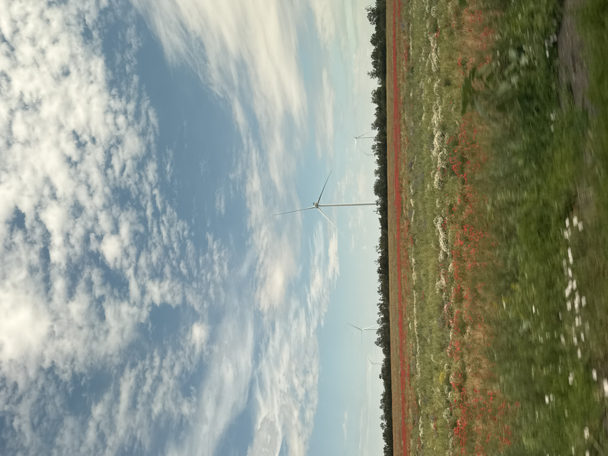 The image depicts a vast, blooming field of red poppies and white wildflowers situated in the village of Sychavka, Ukraine. The field stretches towards a treeline, behind which several wind turbines are visible. The sky above is a clear blue, adorned with scattered, wispy white clouds. The foreground is a blur of green grass, suggesting movement, possibly from a vehicle. The scene captures a serene rural landscape on a bright day, characterized by the vibrant colors of the flora and the presence of renewable energy infrastructure.