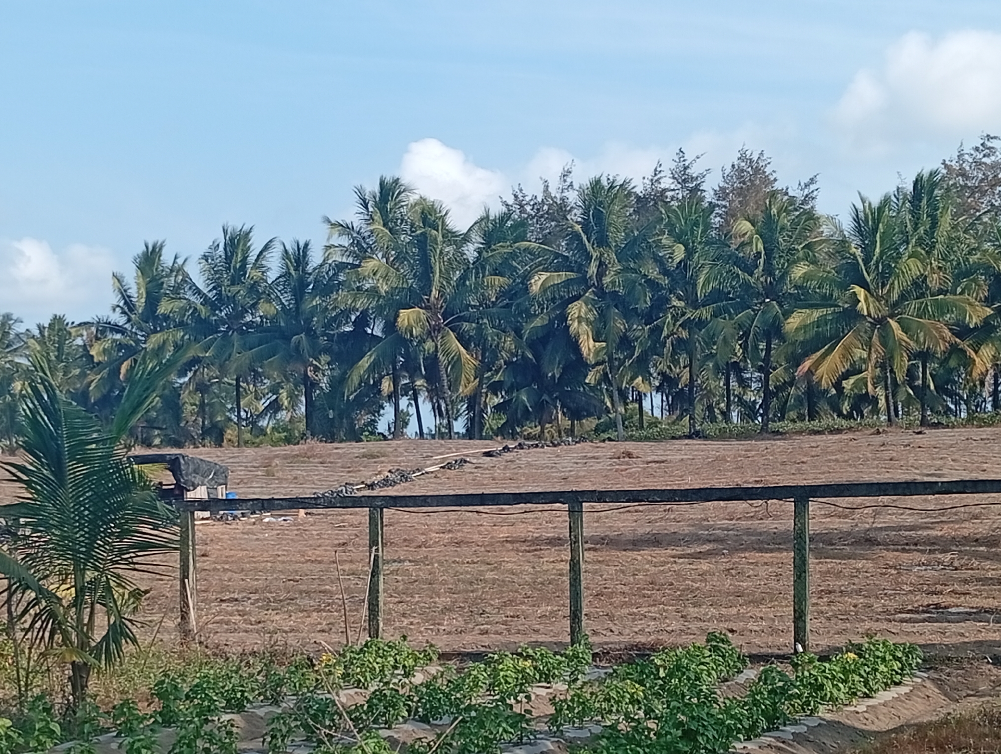 This image depicts a rural scene with a prominent row of coconut trees lining a field. The sky is clear with a few scattered white clouds. In the foreground, there is a plantation of green plants, possibly a crop. A wooden fence with green posts runs horizontally across the midground. Behind the fence, the field appears dry and fallow, with some scattered debris. A small structure covered with a dark tarp is visible to the left of the fence. The overall impression is one of a warm, sunny day in a tropical or subtropical region, possibly Tlogodepok, Indonesia, given the presence of coconut trees and the lush greenery in the foreground. There are no people or animals visible in the image.