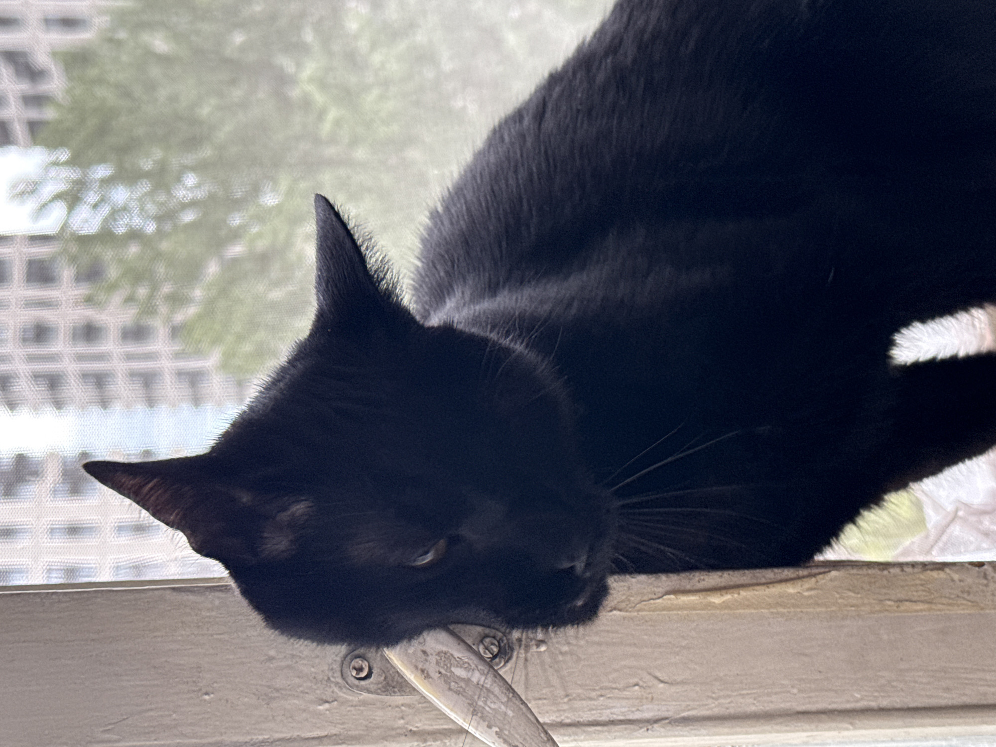 A black cat is perched on a windowsill, its head turned to the left, looking downwards. The cat's fur is dark and sleek, with its ears pointed upwards. The background shows a blurred view of buildings and trees through a window screen, suggesting an urban environment. The windowsill is made of weathered wood, and a metal latch is visible on the left side of the frame. The lighting suggests it is daytime. The image was taken in the city of Khimki, Russia.