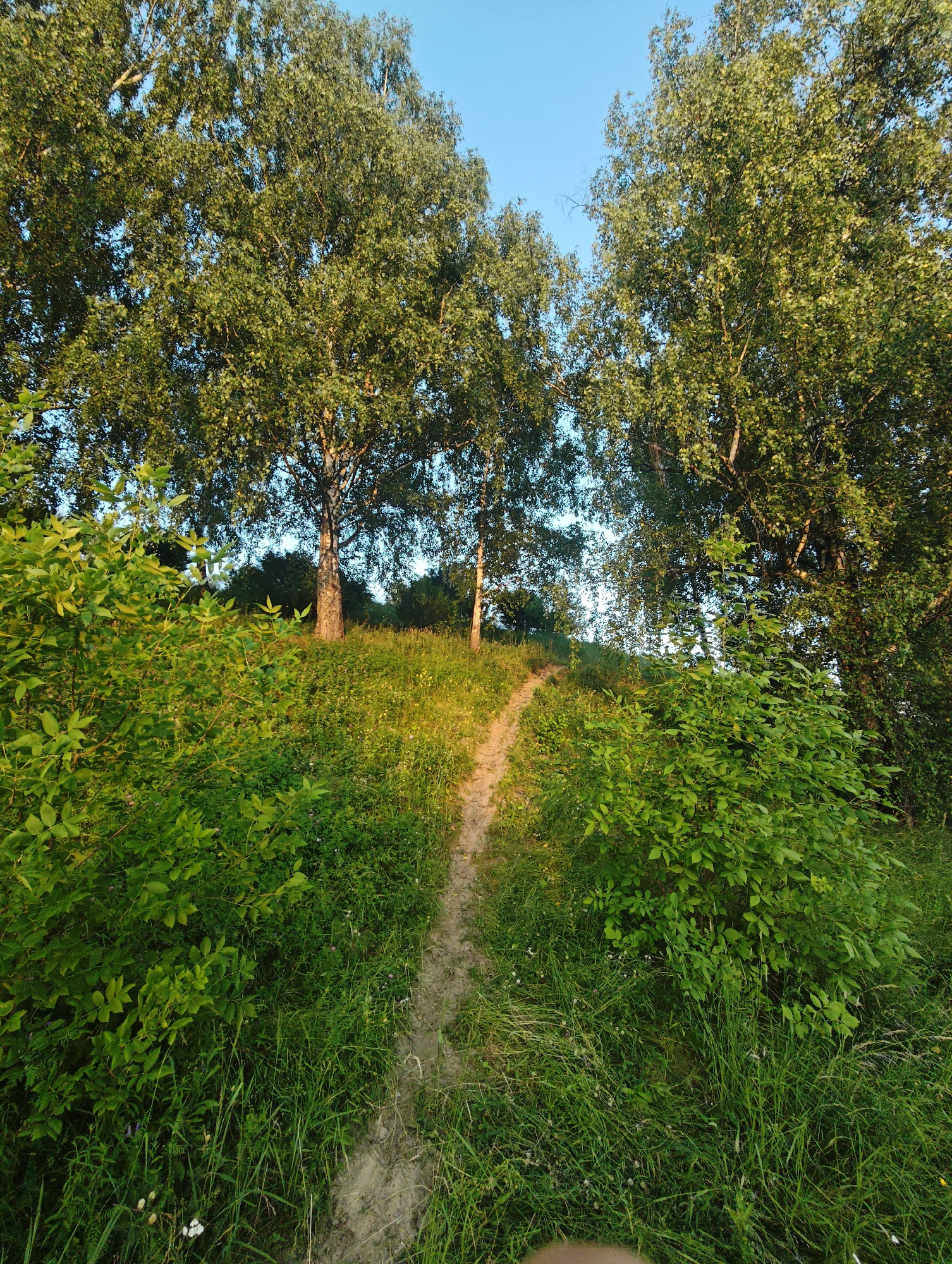 This media file depicts a dirt path winding uphill through a grassy meadow dotted with wildflowers. Lush green bushes flank the path on the left, and tall birch trees with their characteristic white bark and green foliage rise majestically on either side, framing the ascent. The sun is low in the sky, casting long shadows and bathing the scene in a warm, golden light, suggesting it is either early morning or late afternoon. The sky above is a clear, vibrant blue. The overall impression is one of a peaceful, natural landscape, likely in a rural or semi-rural setting, given the location context of Dedenevo, Russia. The scene evokes a sense of tranquility and the simple beauty of nature. There is no visible text in the media file.