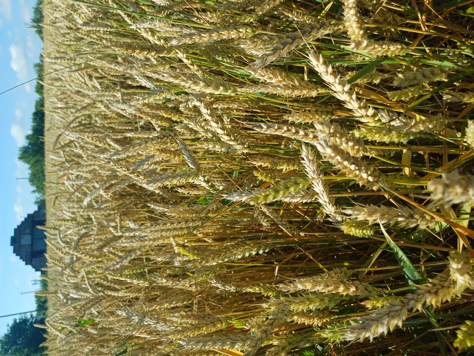 A sunlit field of ripe wheat stretches towards a hazy, distant horizon under a bright blue sky with scattered white clouds. The wheat stalks, golden brown and heavy with grain, fill the foreground and midground, creating a dense, textured tapestry. In the far distance, a distinctive, stepped pyramid-shaped structure, possibly an ancient monument or a unique building, is visible amidst a line of trees. The overall impression is one of agricultural abundance and a clear, summery day.