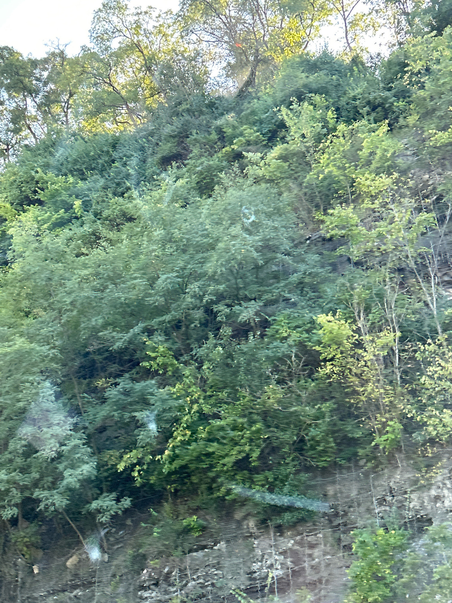 A steep, rocky embankment is densely covered with various types of foliage in Collier Township, USA. The vegetation includes deciduous trees with vibrant green leaves and some evergreen trees with a bluish-green hue. Sunlight filters through the canopy, creating areas of bright illumination and dappled shadows. The embankment appears to be a natural feature, possibly alongside a roadway or trail. There are no visible people or man-made structures other than what appears to be some sort of netting or mesh material intermittently placed on the slope.