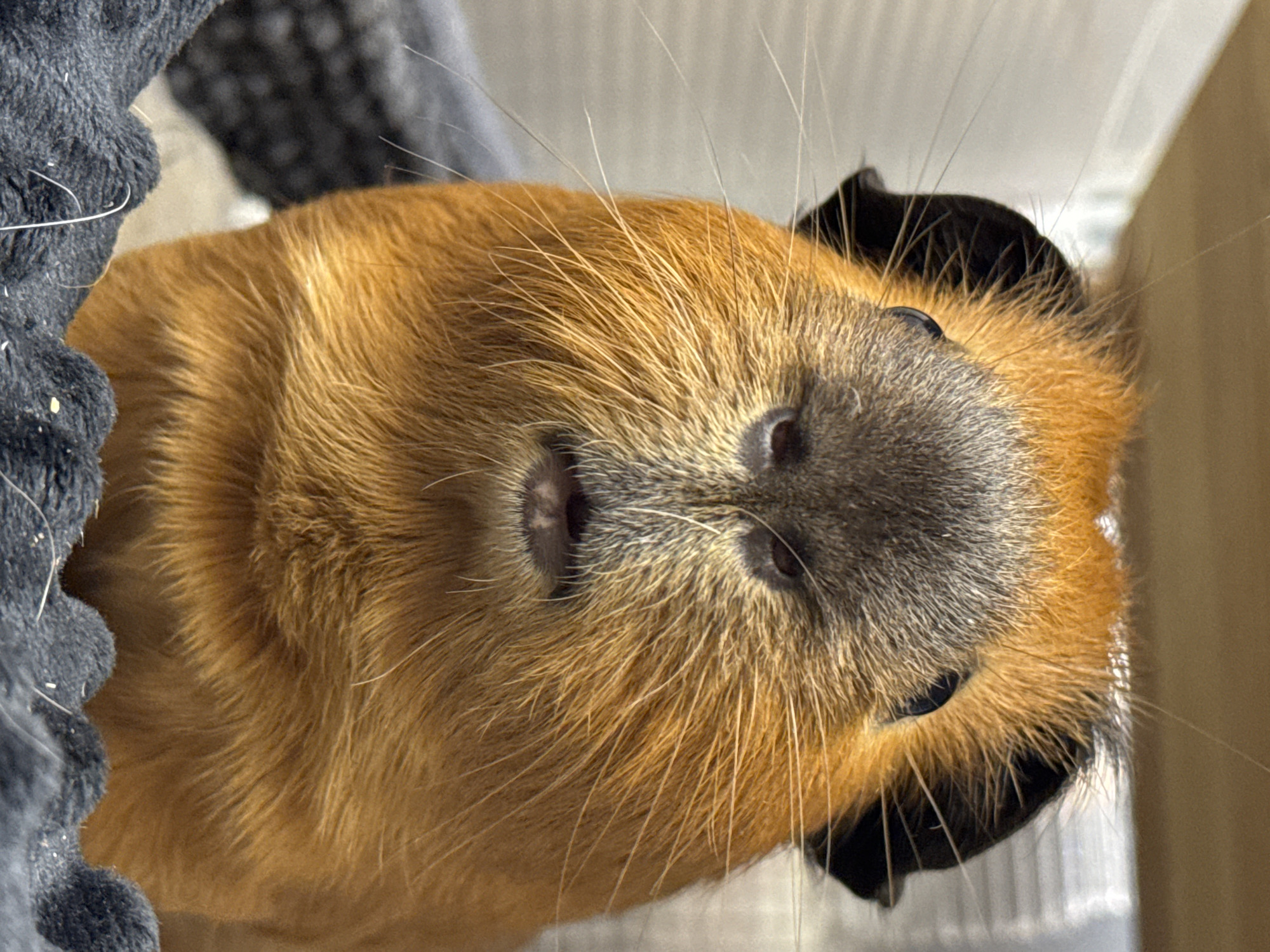 A close-up, eye-level, head-on shot captures a guinea pig with orange and brown fur and black ears. The guinea pig is facing directly towards the camera, its mouth slightly open, revealing small teeth. Its eyes are dark and beady. The background consists of a light-colored wall on the top left and a gray blanket or bedding in the foreground. The lighting is soft and diffused. The image was taken in an indoor environment, likely a cage or enclosure, in an unknown city and location.