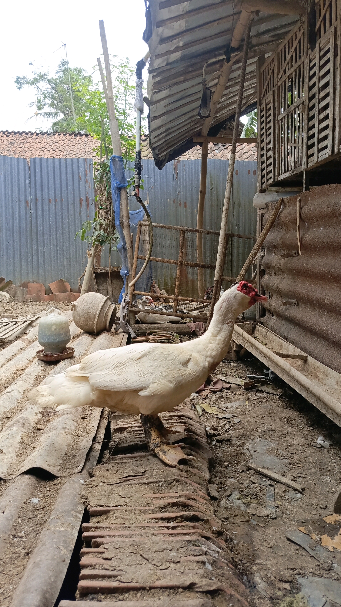 The image depicts an outdoor scene at a rural dwelling in Kebumen, Indonesia, likely a farmyard or backyard. In the foreground, a white Muscovy duck is the primary subject, standing on a weathered, corrugated metal roof adorned with rows of terracotta tiles. The duck has a long, graceful neck and its characteristic red, carunculated face is prominent. Its beak is slightly open, and its eyes are directed to the right of the frame.
The environment is characterized by rustic and utilitarian structures. To the left, a blue net is draped over a bamboo pole, suggesting some form of enclosure or support. Nearby, two large, earthenware pots, one with a distinctive rounded shape and the other a lighter color with a spout, rest on the roof. A feeding trough for poultry, made of concrete and plastic, is also visible.
Behind the duck, a wooden structure, possibly a chicken coop or animal enclosure, is partially visible. It features a slatted wooden facade and a corrugated metal roof, showing signs of age and wear. In the background, a simple house with a tiled roof and a corrugated metal wall are discernible. Green foliage and trees suggest the presence of vegetation surrounding the property. The ground is a mix of dirt, debris, and discarded materials, indicative of a working farm or a less-maintained area. The overall impression is one of a functional, rustic agricultural setting.