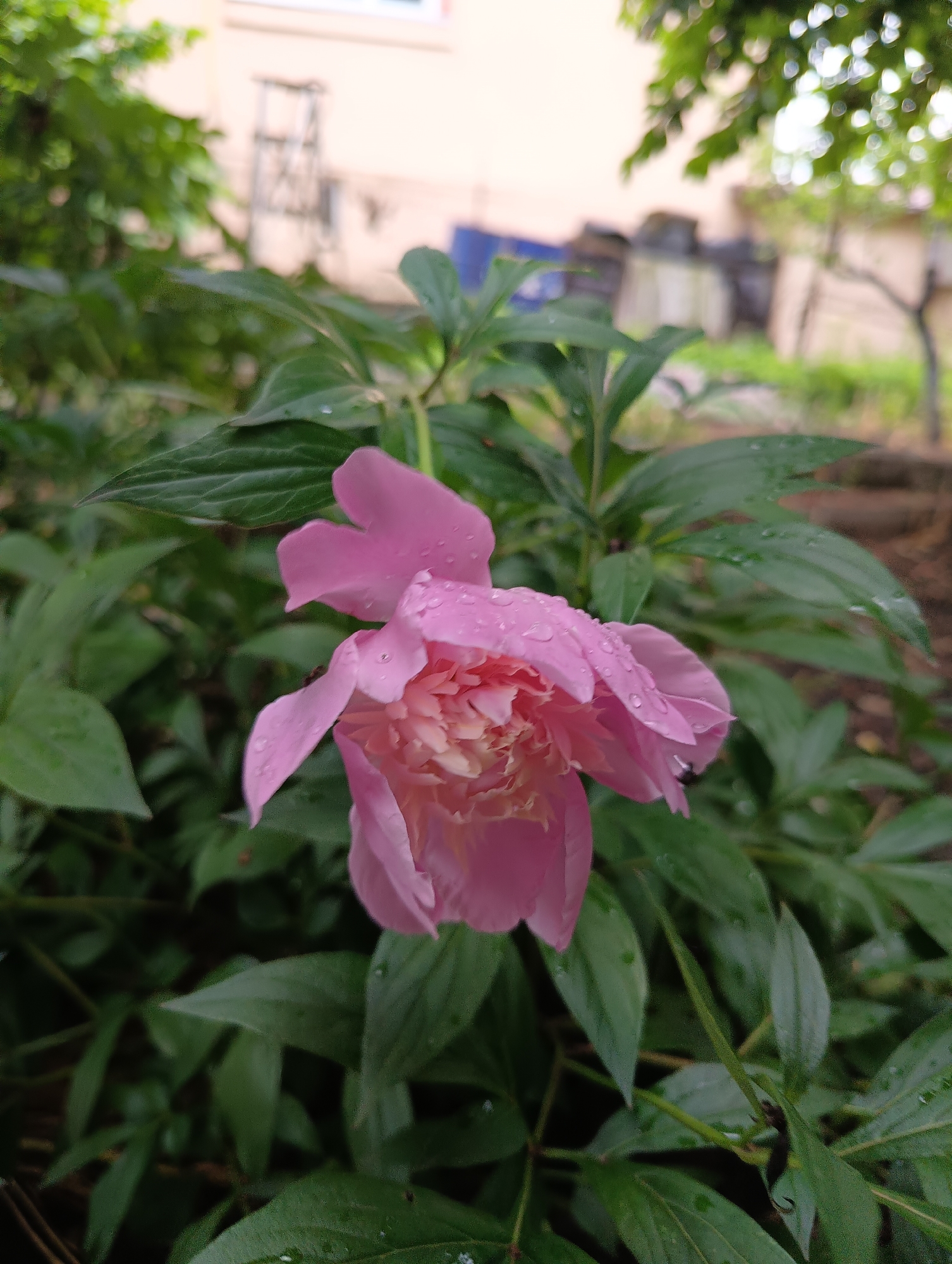A pink peony flower, partially open, is the central subject of this close-up photograph. Its delicate petals are adorned with numerous small water droplets, suggesting recent rain or heavy dew. The flower exhibits varying shades of pink, from a lighter hue on the outer petals to a richer, more vibrant pink towards its densely packed center. A tiny, dark insect, possibly an ant, can be seen on one of the lower petals.
The peony is set against a backdrop of lush green leaves, many of which also bear water droplets, further emphasizing the moist conditions. The background is softly blurred, revealing indistinct elements of a light-colored building with a white window frame, and other green foliage and distant structures, indicating an outdoor garden or natural setting. The natural light suggests it is daytime. The image conveys a sense of freshness and natural beauty. No text is visible in the image. The location context is Biliaivka, Ukraine.