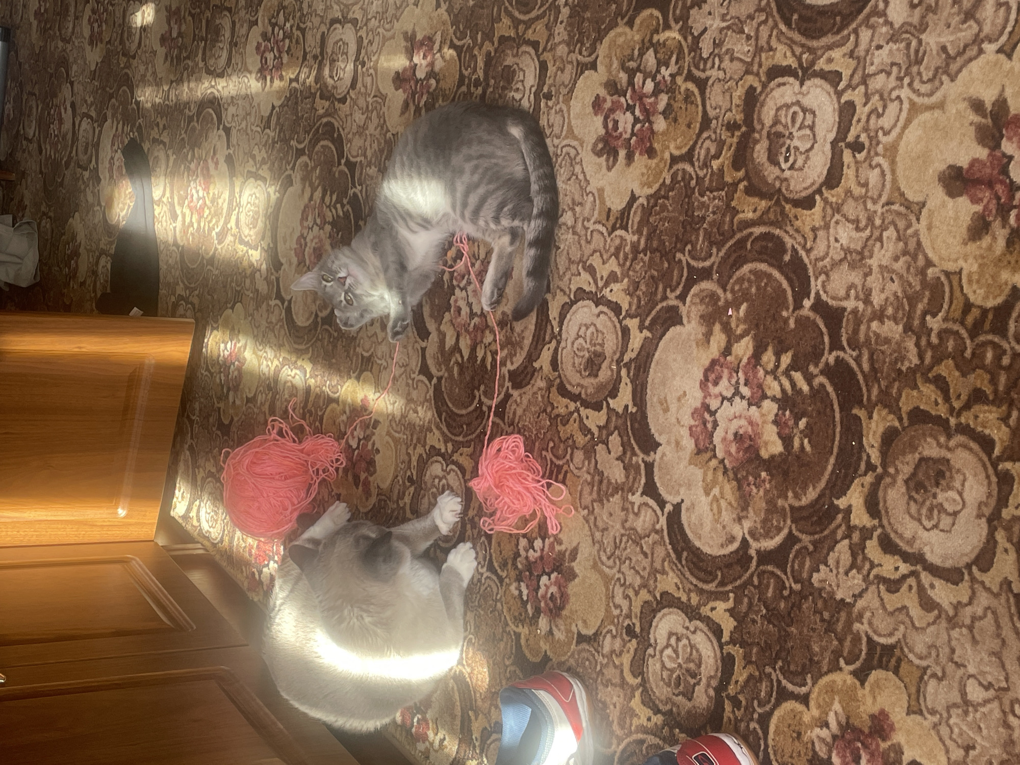 The image shows two cats playing with pink yarn on a floral patterned carpet. One cat is grey striped, lying on its side. The other cat is light colored and is lying near a ball of yarn. Part of a wooden cabinet is visible on the left side. Two sneakers can be seen in the bottom right. The location and presence of any people cannot be determined from this image.