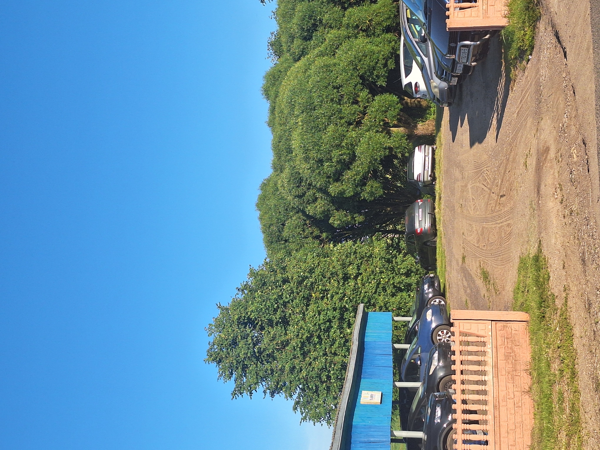 The image depicts a parking lot in a rural area, likely near Цімкавіцкі сельскі Савет, Belarus, on a clear, sunny day. The foreground features a low, reddish-brown brick and stone fence with vertical balusters, bordering a patch of green grass. Beyond the fence, a gravel parking area is visible, showing tire tracks. A blue building with a light-colored roof is situated to the left, behind the fence. Parked under the blue structure are several cars, including a dark-colored sedan, a blue sedan, and another dark-colored sedan. In the middle ground, more cars are parked on the gravel lot, including a silver sedan and a white hatchback. A row of large, lush green trees forms a backdrop behind the parking lot, with one particularly large tree dominating the left side of the image and a dense group of trees on the right. The sky is a vibrant, cloudless blue. No people are visible in the scene.