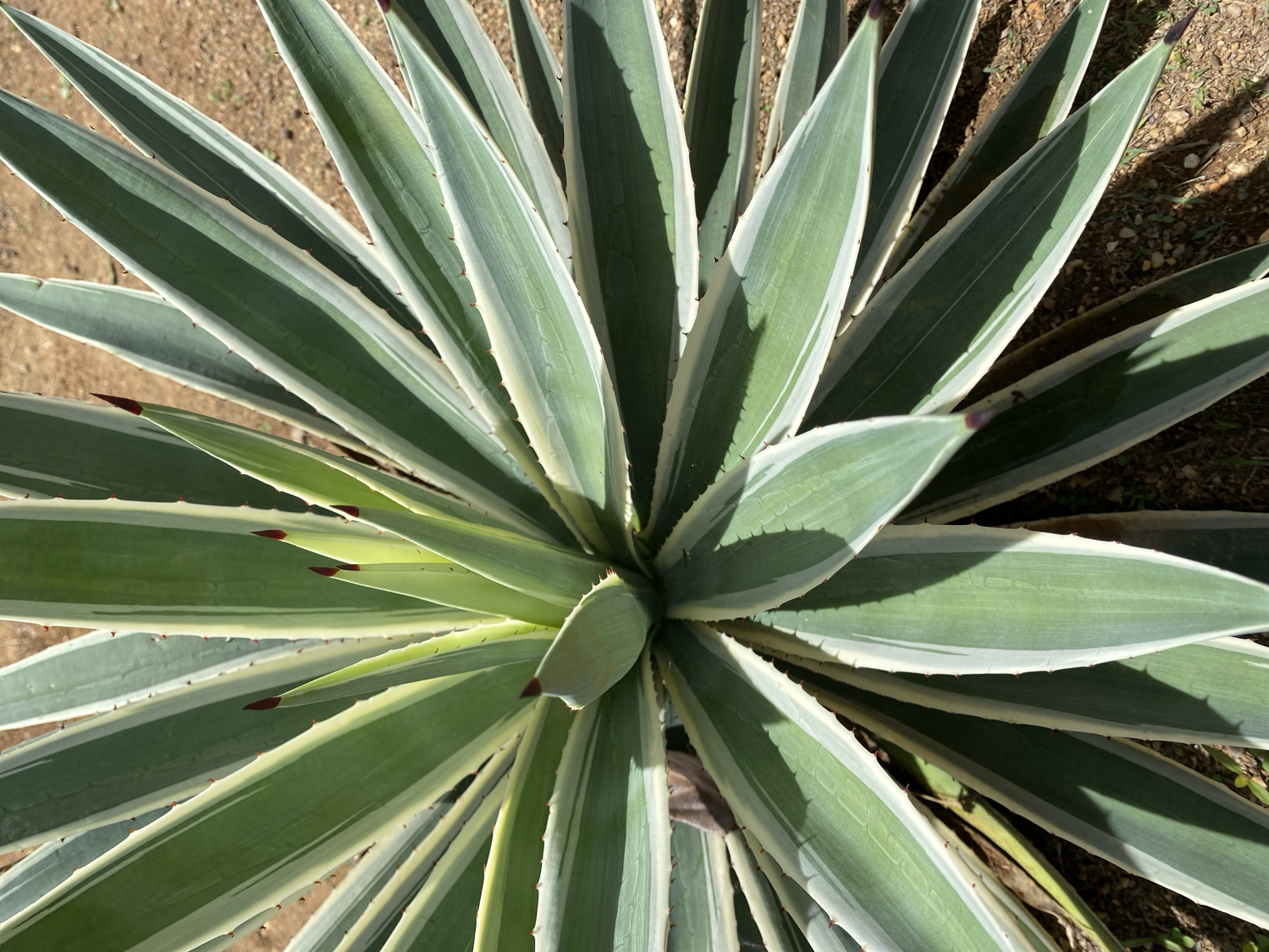 A high-angle, close-up shot showcases a mature agave plant, possibly an Agave americana 'Marginata', growing in what appears to be an outdoor setting, possibly within a garden or urban landscape. The plant's leaves are its most prominent feature, displaying a variegated pattern with a central band of green and margins of creamy white or light yellow. Each leaf terminates in a sharp, reddish-brown point or spine. The leaves radiate outwards from the center of the plant, forming a dense, symmetrical rosette.
The background reveals dry, reddish-brown soil, indicating a xeric or arid environment suitable for agave growth. A patch of shadow can be seen on the right side of the frame. The city of Tinaquillo, Venezuela, is mentioned as the location. However, no specific buildings, landmarks, people, or contextual clues in the image confirm this geographical setting.
