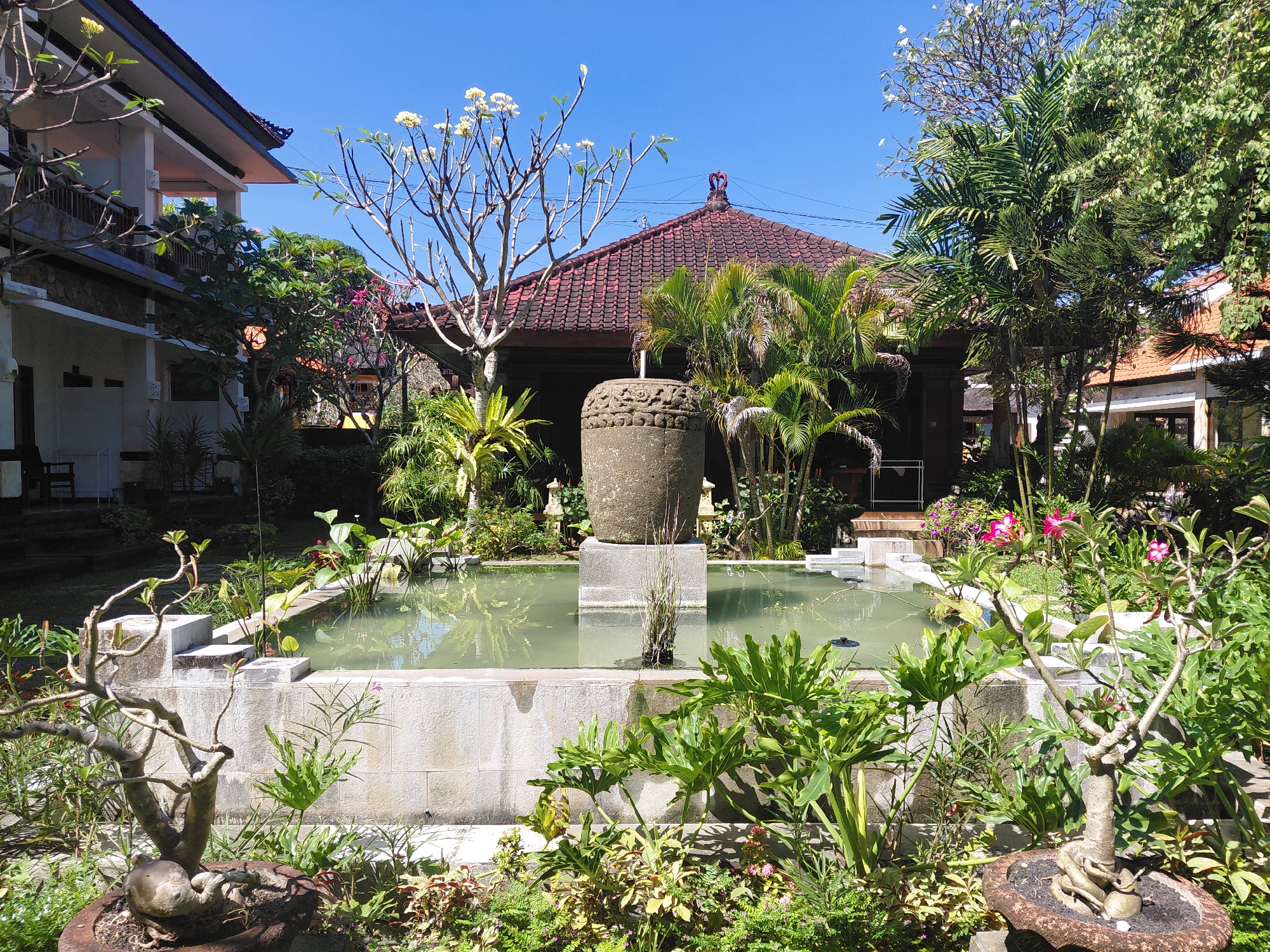 This is a sunny, outdoor shot of a courtyard in Denpasar, Indonesia, featuring a water feature and lush tropical vegetation. A rectangular pond, filled with murky green water and aquatic plants, is the central element. A large, weathered stone urn sits atop a pedestal in the middle of the pond. The pond is surrounded by a tiled border and a stone retaining wall.
To the left of the pond, a multi-story building with a white exterior and dark tiled roof is visible, featuring balconies with railings. To the right, a single-story building with a traditional Balinese style roof, also tiled in dark red, is partially obscured by dense foliage.
The foreground is dominated by a variety of plants, including a bonsai-like tree with twisted branches and a large, potted plant with broad, green leaves. Other tropical plants, such as ferns and flowering bushes with pink blossoms, fill the space around the pond. The sky above is a clear, vibrant blue. The overall impression is one of a tranquil, well-maintained garden space, likely part of a resort or private residence in Denpasar. There are no people or animals visible in the image.