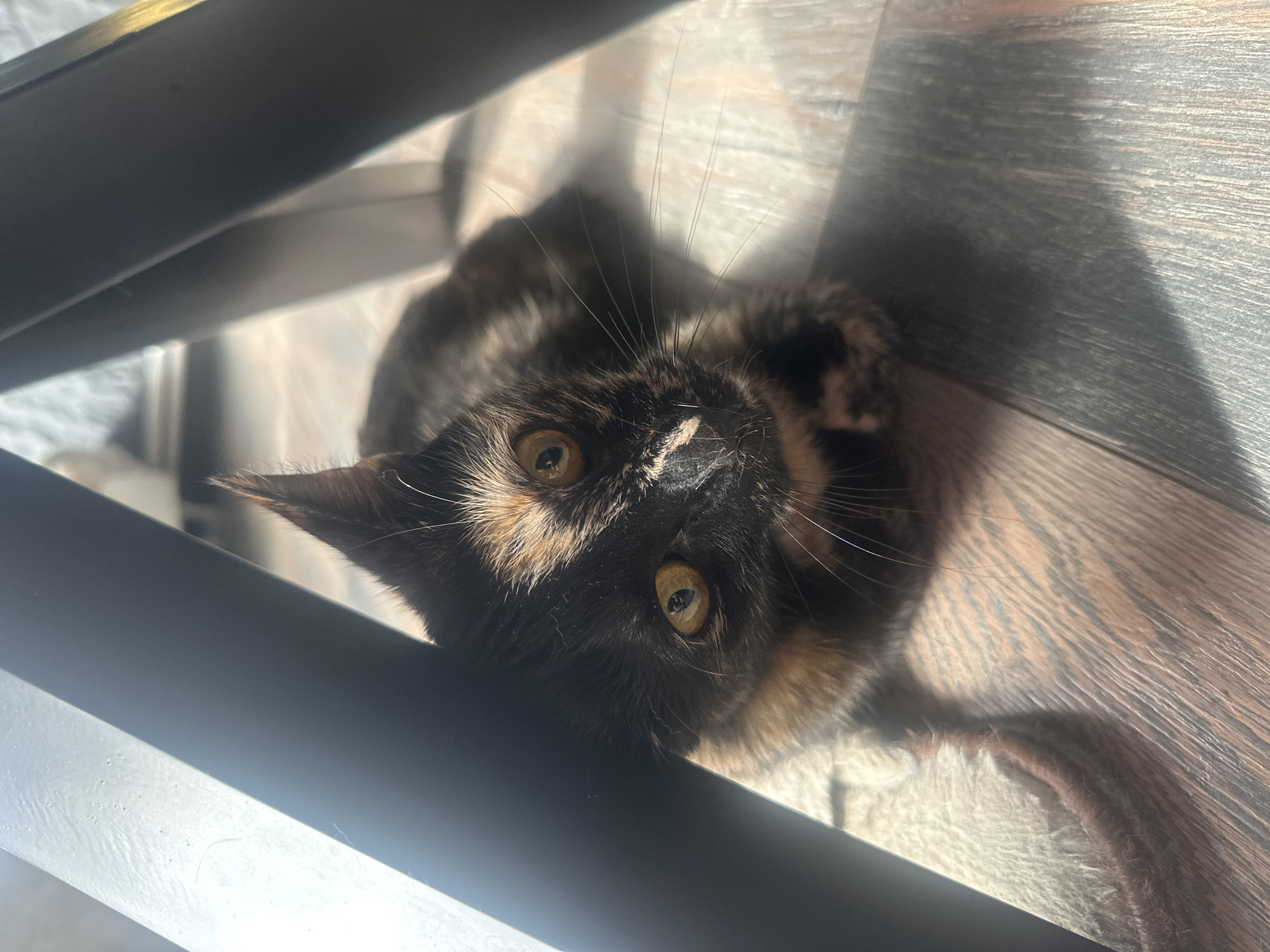 A tortoiseshell cat lies on a wooden floor beneath dark, angled furniture legs. The cat's face is turned towards the camera, with its yellow eyes wide open. Sunlight streams in from the right, casting shadows across the floor and the cat's fur. The cat has patches of black, orange, and tan fur, with a white marking on its nose. The floor appears to be laminate or wood planking with a distressed finish. A light-colored fuzzy rug is partially visible beneath the cat. The image does not provide any information about the city of Virki, Russia.