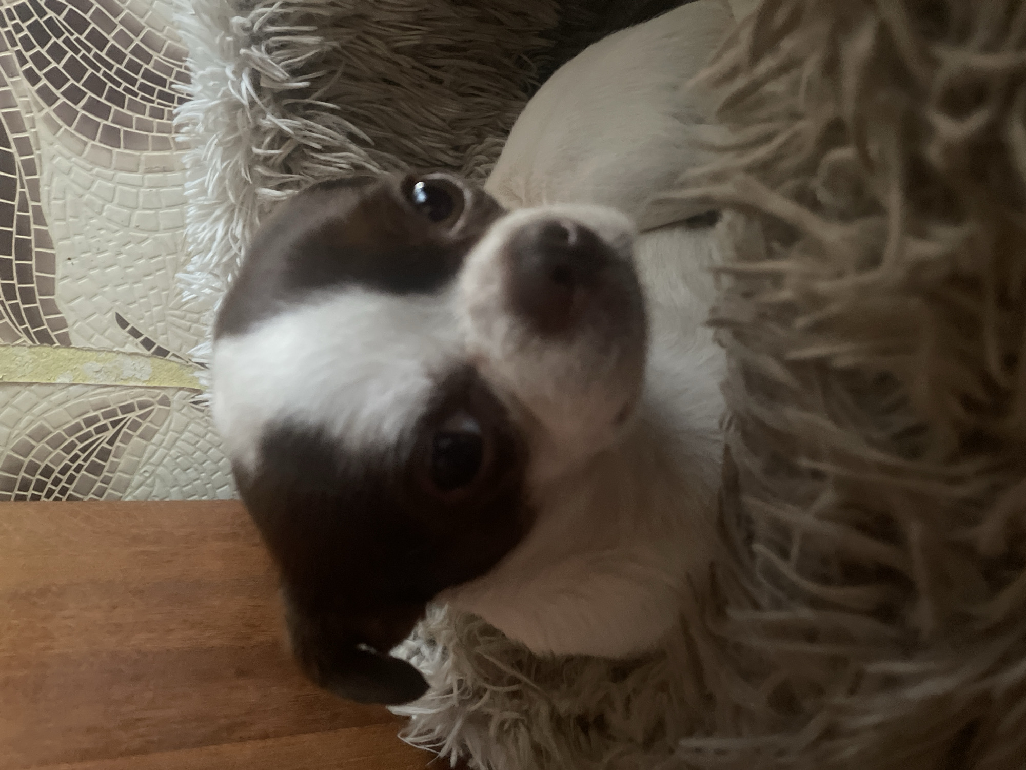 A small, short-haired dog, primarily white with distinct dark brown markings on its head and ears, is depicted resting within a soft, light brown, shag-textured pet bed. The dog's dark eyes reflect light, and its dark brown nose is visible. Its head is slightly tilted, and it is looking towards the right side of the frame. To the left of the dog, a smooth, reddish-brown wooden surface is visible. Behind and to the upper right of the dog, a wall features decorative mosaic tiles in shades of brown, beige, and white, arranged in a patterned design with curved and geometric elements. A narrow vertical strip of lighter, possibly yellow, material is present on the far left edge of the tiled section. The scene is illuminated by an unseen light source. Location: Unknown, Unknown.