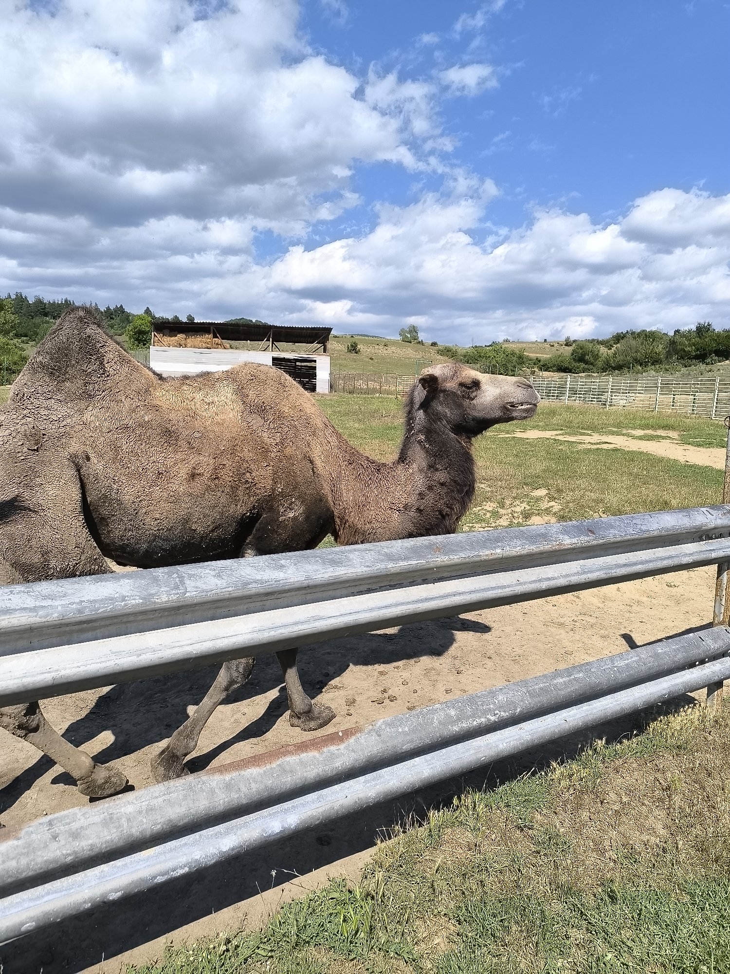 A camel stands in an enclosure behind a metal fence. The camel is facing right, with its head turned slightly towards the viewer. The enclosure appears to be dirt and grass, with a building in the background. The sky is blue with white clouds. The image was taken in Dabnitsa, Bulgaria.
