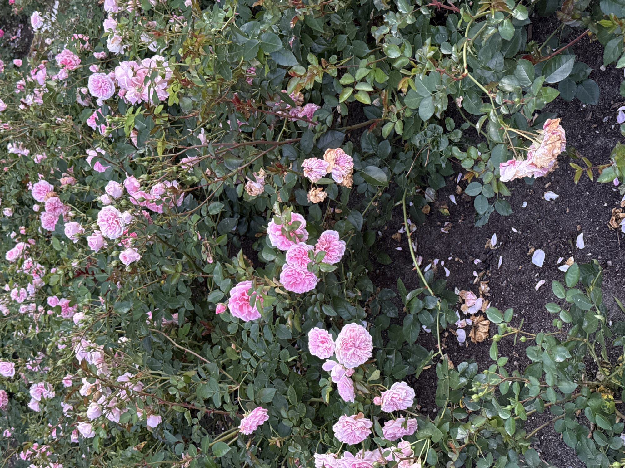 The image shows a dense bush of pink roses in various stages of bloom and decay, with green leaves and dark soil as the background. Some roses are fully bloomed with multiple petals, while others are still buds or wilted and dried. The ground is covered with fallen rose petals and some dry leaves. The lighting suggests it may be late afternoon or early morning. No people or man-made structures are visible in the scene.
