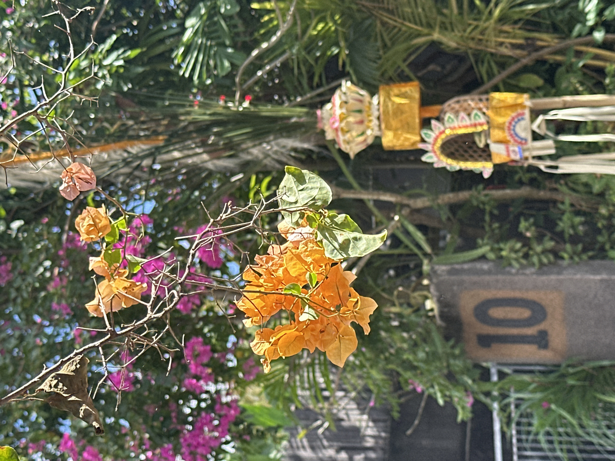 The image shows a close-up of bright orange bougainvillea flowers in the foreground, with pink bougainvillea and lush green foliage in the background. A dried brown leaf is also visible on a thorny branch. In the mid-ground and background, a decorative offering, likely a "canang sari" from Bali, Indonesia, is partially visible. This offering is gold and colorful, adorned with intricate patterns and white streamers. Further in the background, a concrete block with the number "10" stenciled in black on a tan mat is present, suggesting a house number or marker. The overall scene is outdoors, with natural light indicating it's daytime. The vibrant flowers and the presence of the Balinese offering suggest a tropical setting in a location like North Kuta, Indonesia, potentially near a residence or temple. The image is oriented vertically.