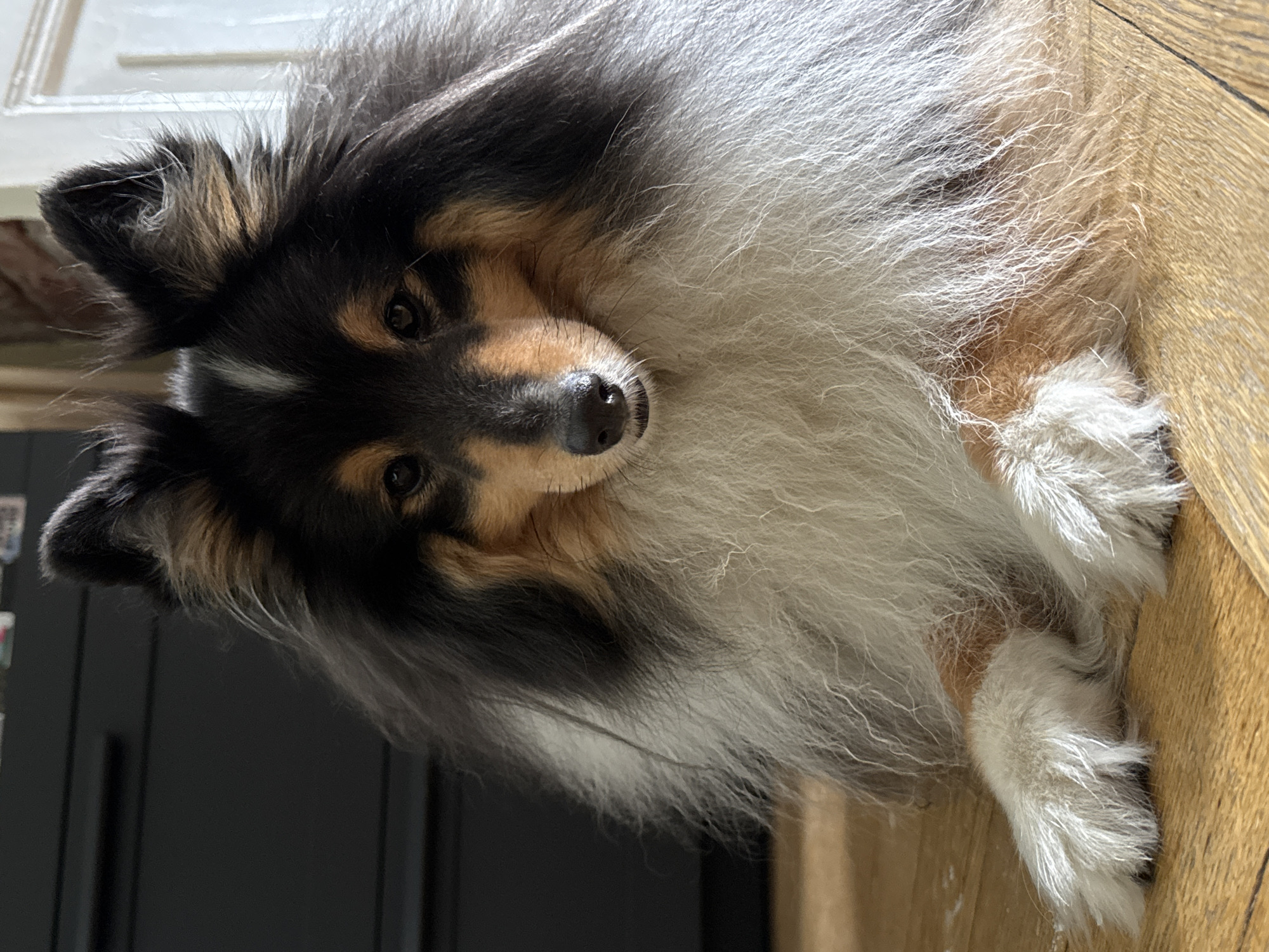 A tricolor Collie dog is lying on a wooden floor. The dog has a long, fluffy coat and is looking directly at the camera with a calm expression. The background is slightly blurred, showing a dark cabinet or dresser on the left and a partially visible white door frame on the right. The lighting suggests an indoor setting, possibly a home. The image does not provide any information that can be used to determine a location in Moscow, Russia.