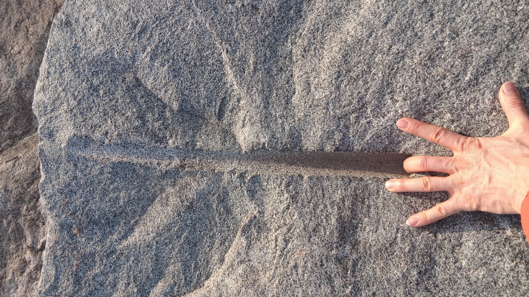 The image displays a close-up, top-down view of a light-skinned human left hand placed flat against a textured, grey rock surface in Batumi, Georgia. The rock exhibits a prominent, deep, and narrow vertical groove, approximately two to three inches wide, which extends from beneath the middle finger upwards through the center of the frame. This central groove is flanked by shallower, wider depressions that branch out in an undulating, symmetrical pattern, resembling natural geological erosion or a fossilized botanical impression. Direct sunlight illuminates the scene, casting a deep shadow within the central rock groove and highlighting the rough, granular texture of the rock. The human hand is spread open with fingers slightly splayed, and the middle finger is positioned directly above the central groove. A portion of a reddish-orange sleeve is visible at the bottom edge of the frame, indicating the individual is wearing a long-sleeved garment. No other subjects or objects are visible.