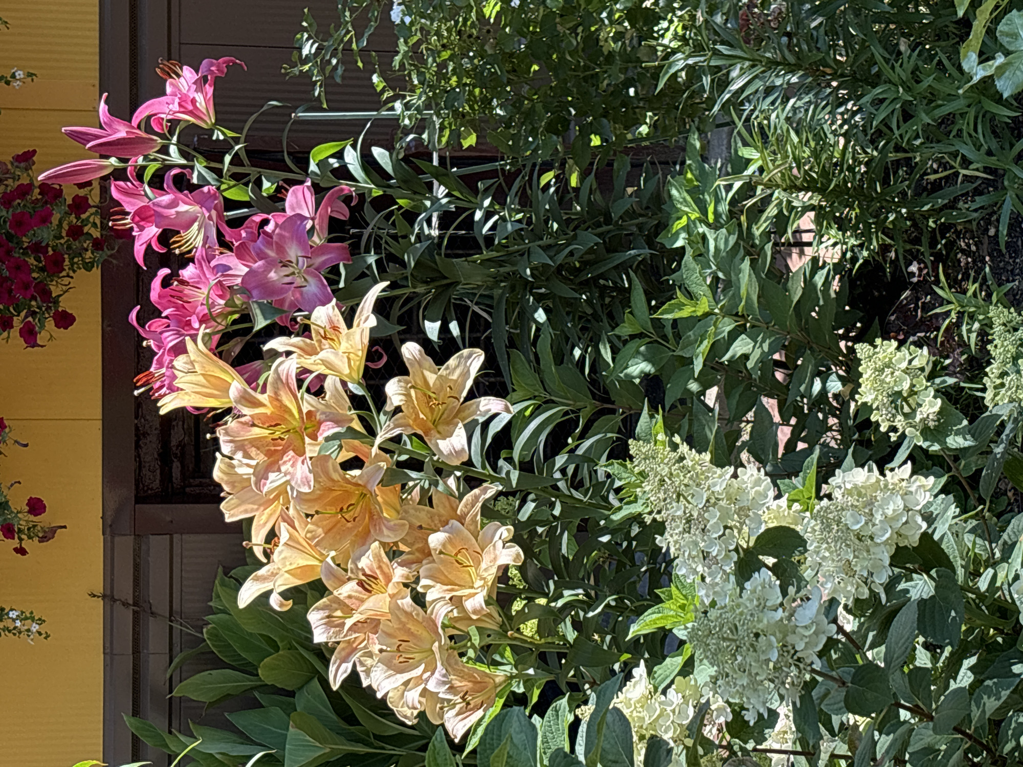 The image depicts a vibrant flower garden in the city of Dolgoprudny, Russia. In the foreground, several clusters of white hydrangeas are visible, their delicate blossoms creating a soft, textured mass. Behind them, a large arrangement of lilies dominates the scene. These lilies exhibit a striking range of colors, from pale peach to a vibrant pink. The peach lilies are clustered together, their large, open petals catching the sunlight, while the pink lilies stand taller and more erect, their blooms reaching towards the sky. The backdrop consists of a dark wooden fence, with a hint of a yellow-painted wall above it. Further in the background, green foliage and the shadows cast by the plants create a sense of depth. The scene is bathed in natural sunlight, suggesting it is daytime. There are no people or animals present in the image.