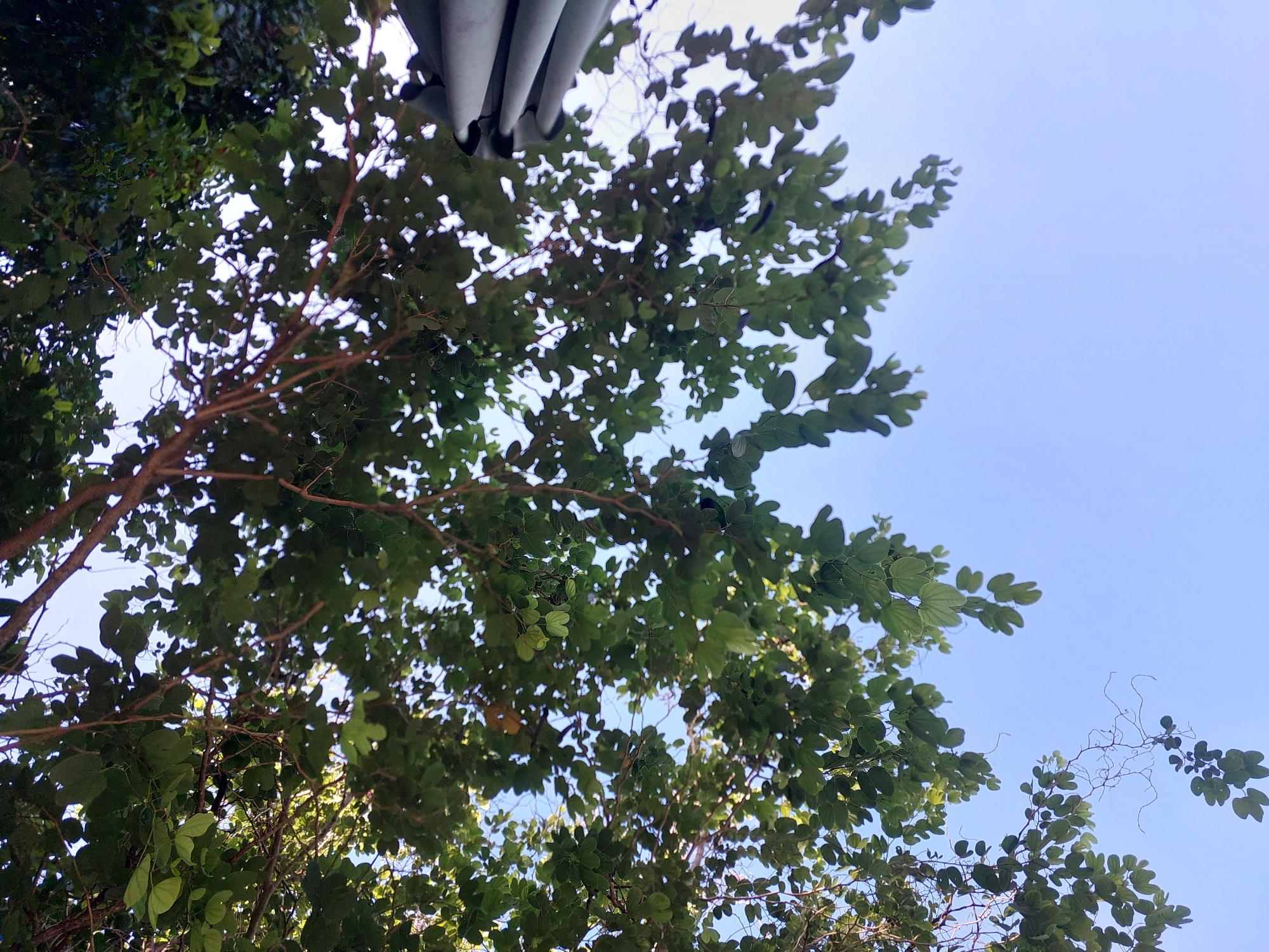 The image is a low-angle shot looking up through the branches and green leaves of a tree against a clear, light blue sky. A dark, possibly gray, object is partially visible on the right edge of the frame, which appears to be part of an umbrella or awning. The foliage is dense in the upper left and center portions of the image, with some branches extending into the open sky. No people or animals are present. The lighting suggests it is daytime. This scene was captured in Baan Mae Nam, Thailand.