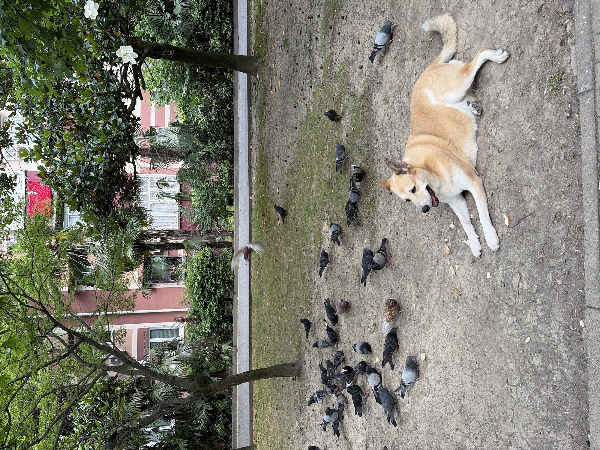 A tan and white dog lies on a dirt path in a park, looking to its left with its mouth open. Numerous pigeons are scattered around the dog, some pecking at the ground. In the background, trees and a building with red and pink accents are visible. The scene appears to be in an urban park setting, likely in Sochi, Russia.