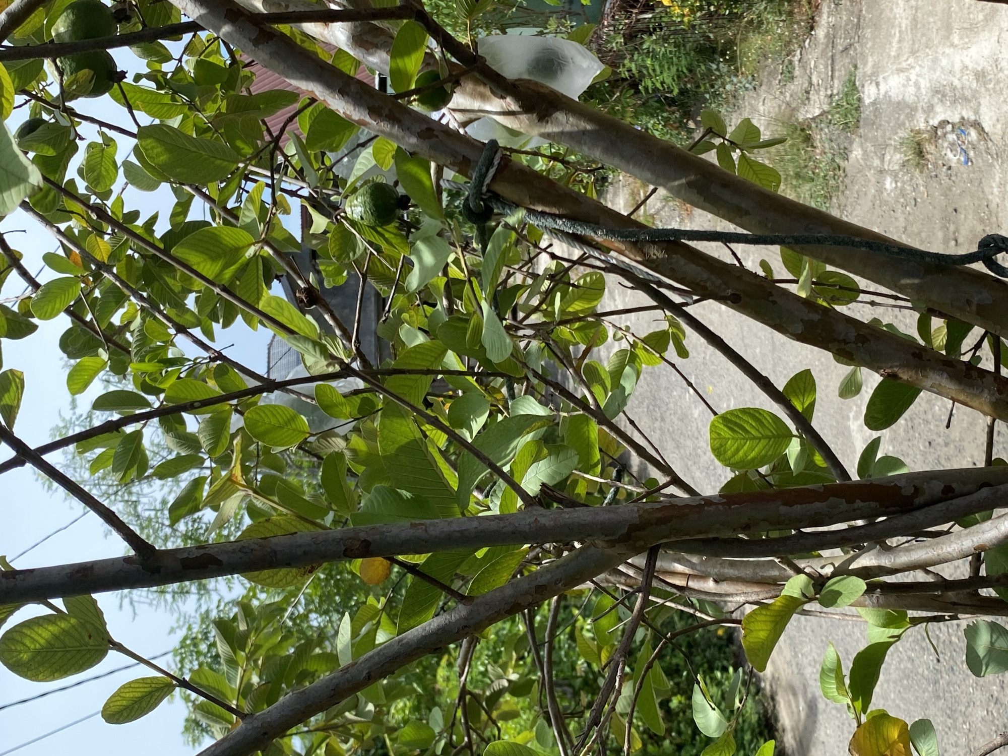 The image captures a close-up view of a guava tree with lush green leaves and several green guavas. The tree branches are thick and sturdy, with visible bark texture. A green rope is tied around one of the main branches, with a knot clearly visible. In the background, a paved pathway or road is visible, leading away from the viewer and curving to the left. Beyond the pathway, there is dense greenery and some structures, suggesting a residential or natural setting within the city of Banda Aceh, Indonesia. The sky is partially visible, appearing light blue with some hints of clouds. The lighting suggests it is daytime, likely morning or afternoon. There are no people or animals visible in the frame. The overall scene conveys a sense of organic growth and the natural environment within an urban context.