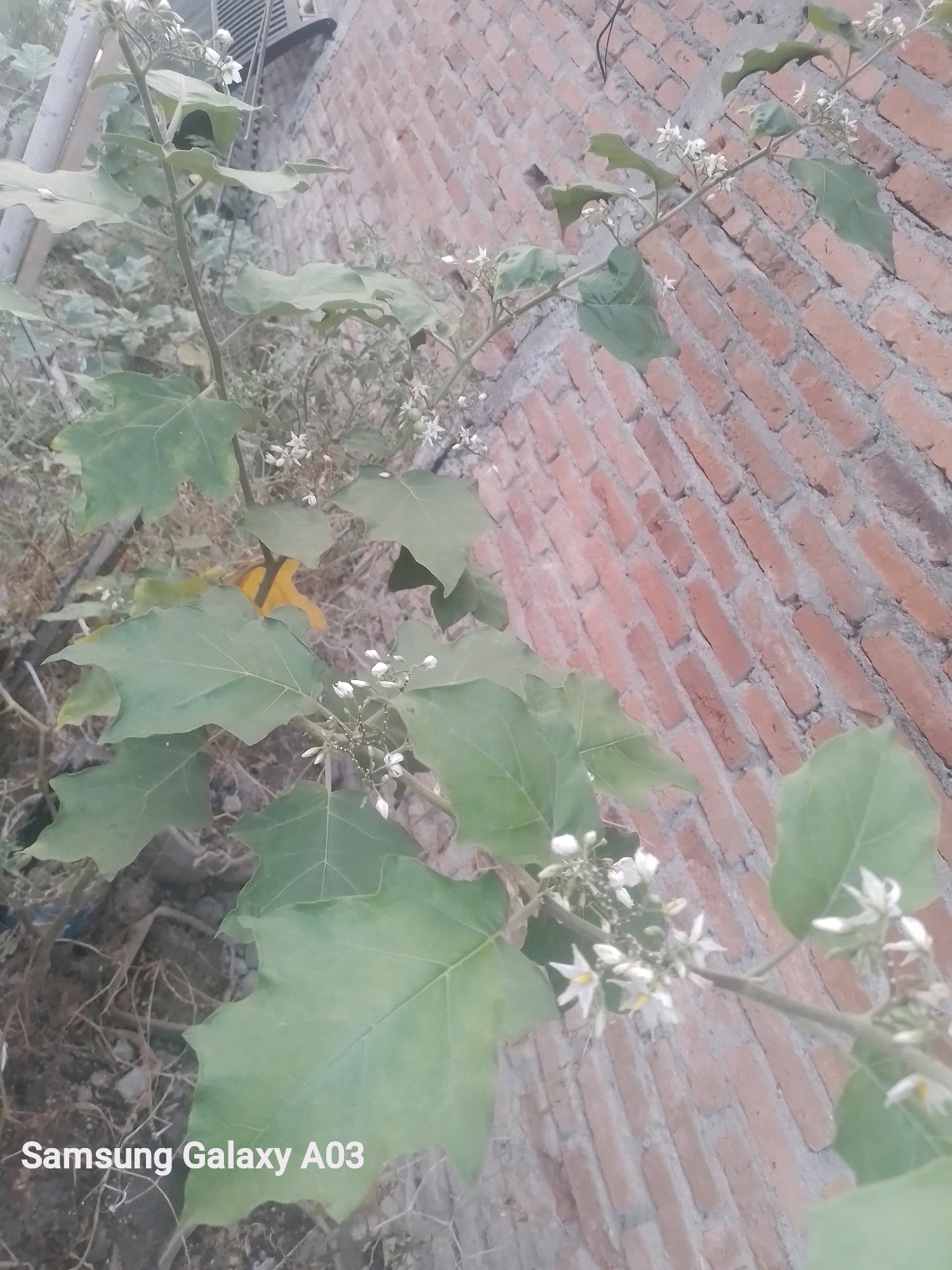 A close-up, angled shot features a flowering plant with large, green leaves and small white blossoms. The plant's stem and branches extend diagonally across the frame. In the background, a textured brick wall runs parallel to the plant's stem, composed of reddish-brown bricks with gray mortar. A portion of an air conditioning unit is visible at the top left corner. The lower portion of the image displays the text "Samsung Galaxy A03". The scene appears to be outdoors, possibly in a garden or urban area, given the brick wall. The image is of moderate quality with some blurriness.
