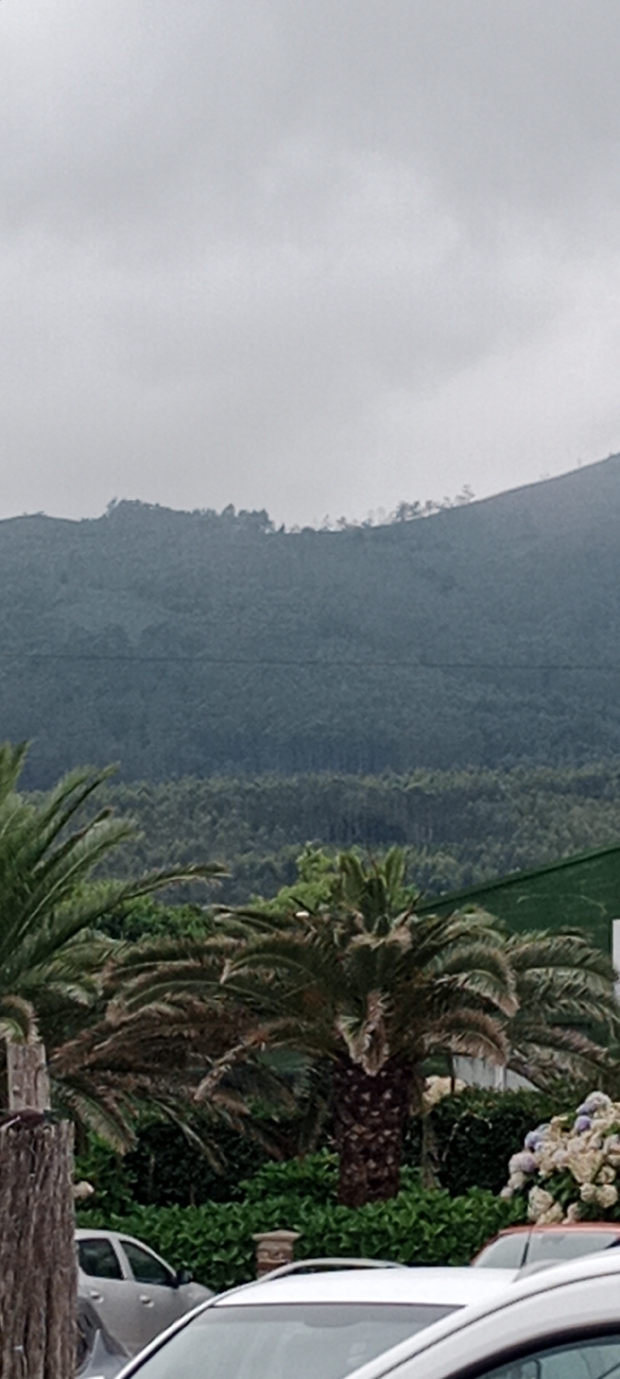 The image depicts an outdoor scene with a focus on a hillside covered in dense, dark green foliage under a cloudy, overcast sky. The terrain of the hillside appears somewhat rugged with a visible ridgeline dotted with sparse vegetation at the crest. In the foreground, several palm trees with their fronds partially obscuring the view are visible. Below the palm trees, there is lush green shrubbery. To the left and bottom of the frame, parts of two vehicles, a white sedan and the roof of a white car, are visible, suggesting the scene is in a populated area or near a parking space. There is a wooden post in the lower left corner of the image. The overall impression is one of a slightly damp, natural environment possibly situated near a coastal or mountainous region, given the palm trees and hillside. The location is identified as Reinante-praia, Spain.