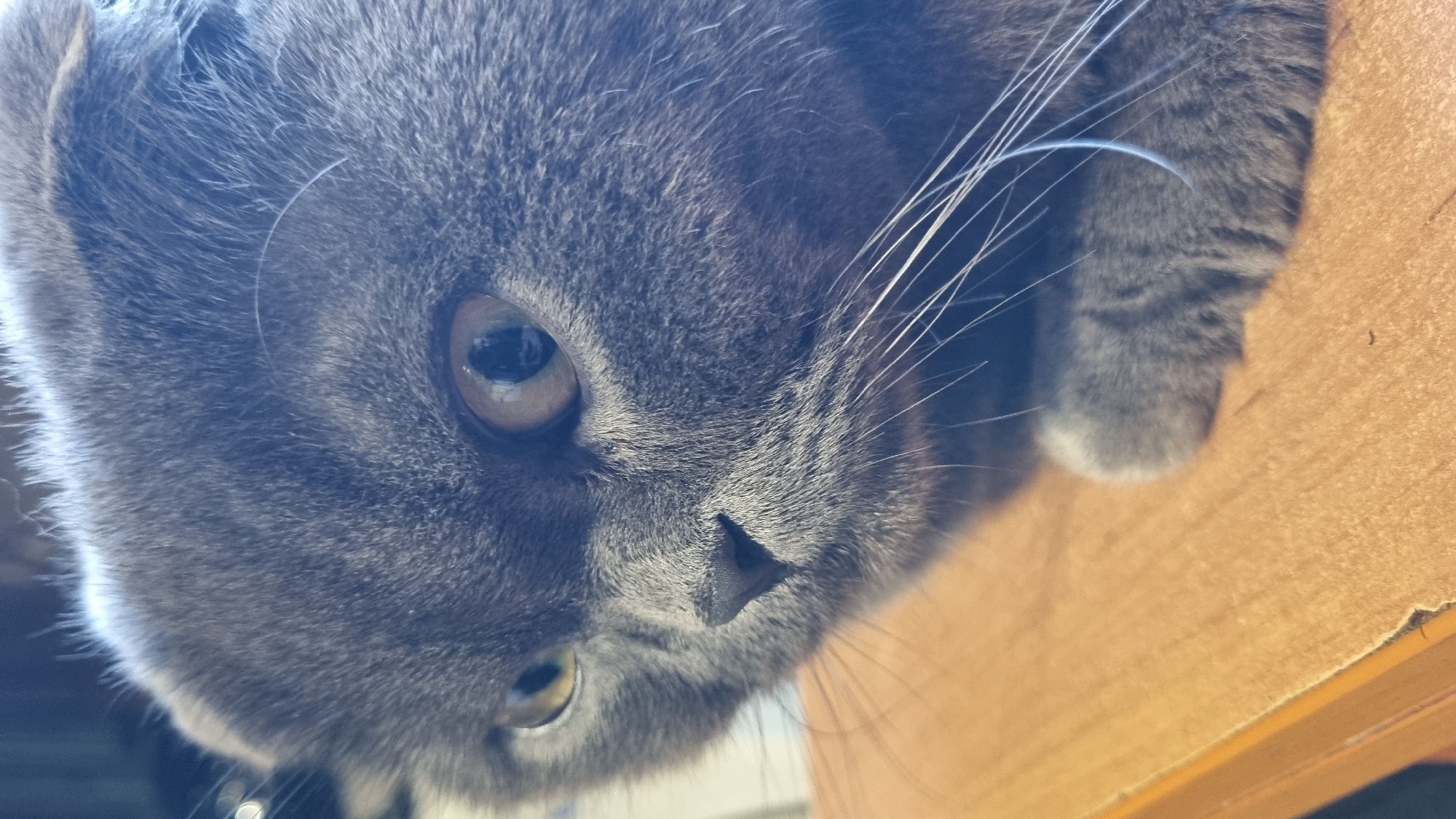 A close-up, eye-level, full-body shot captures a Scottish Fold cat with grey fur resting on a wooden surface. The cat is positioned to the right of the frame, facing left with its head tilted downwards. Its large, round eyes, one yellow and one with a darker pupil, are open and alert. Long, white whiskers extend outwards from its nose. A portion of its front paw is visible, resting gently on the wooden surface. The background is out of focus, with hints of a blurred interior setting. The wooden surface appears to be a table or desk.