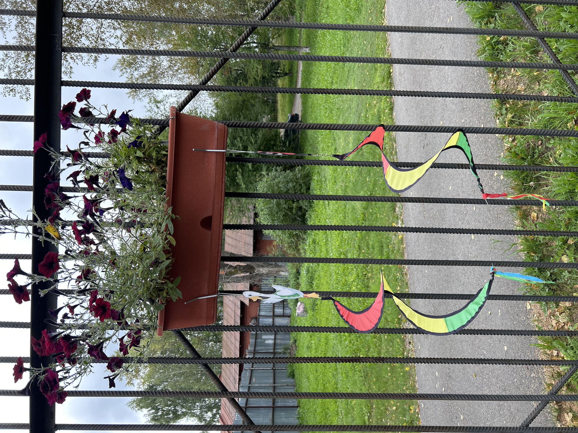 The image depicts a close-up view of a metal fence with a flowerpot hanging from it. The flowerpot contains dark red and purple petunias. Below the flowerpot, a decorative wind spinner with red, yellow, and green segments hangs, along with colorful ribbons. A small, white, cut-out bird decoration is also attached. The background shows a grassy area, a paved path, and buildings with red roofs, characteristic of a suburban or rural setting. This scene is likely located in Tomsk, Russia, given the architectural style and vegetation.