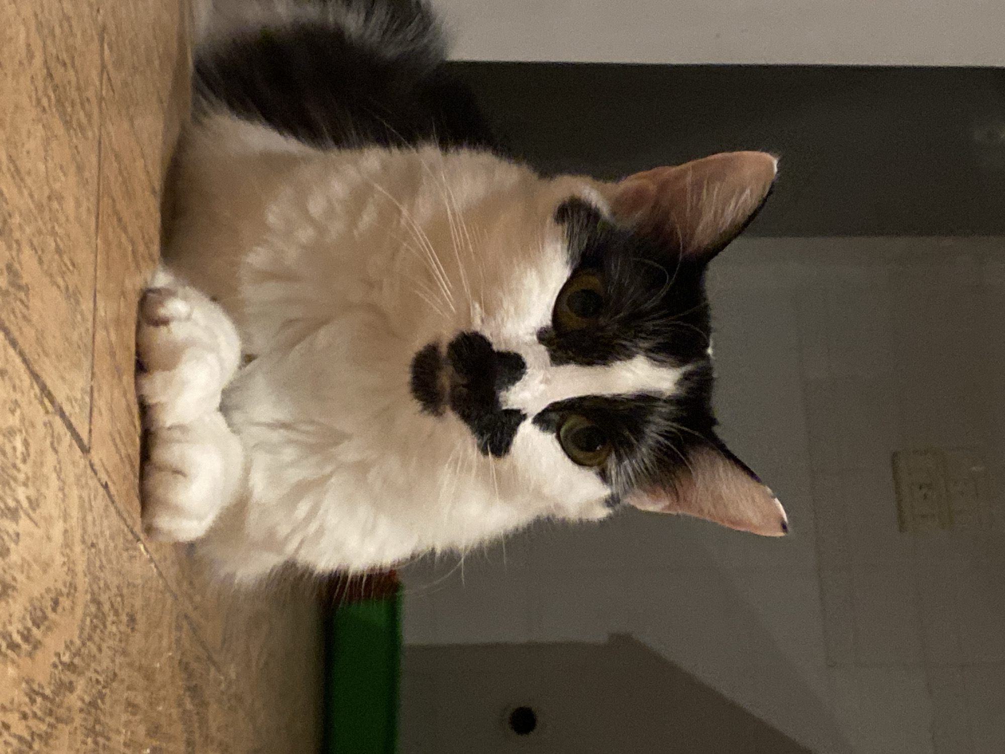 A medium shot shows a black and white cat with curled paws, lying on a wooden surface, possibly a floor or table. The cat has a distinctive black mark on its nose and forehead. Behind the cat, there's a gray wall and what appears to be a green object. The setting's location in Buenos Aires, Argentina, is not discernible from the image.