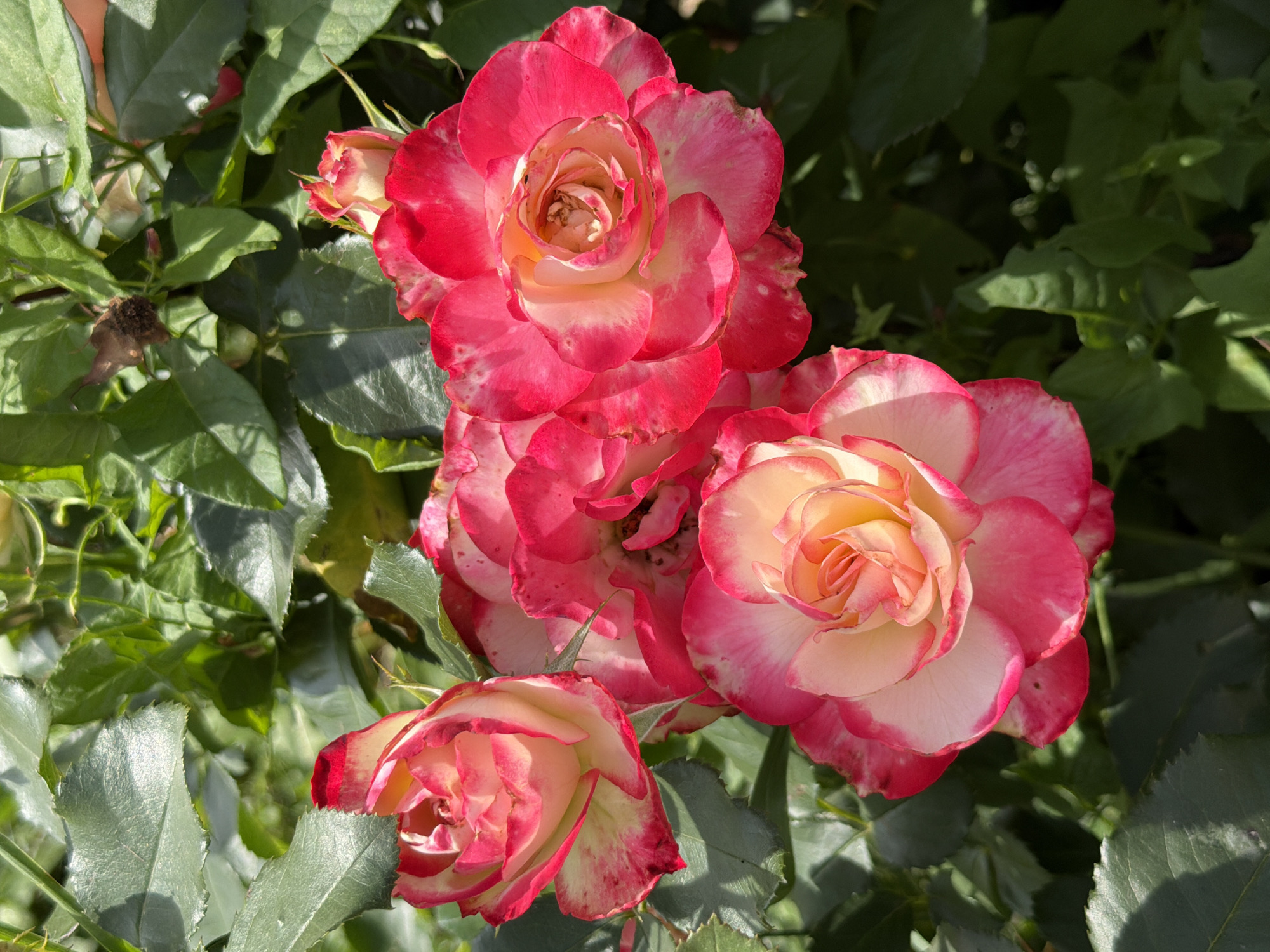 A close-up, eye-level shot captures a cluster of four bicolor roses with outer petals that are deep pink, fading to a creamy yellow at the center. The roses are in various stages of bloom, with one bud partially visible. They are surrounded by lush green foliage, with some leaves catching the sunlight. The background is dominated by the dark green leaves of the rose bush. The scene is set outdoors, under natural lighting conditions, suggesting a garden setting. The specific location is identified as Скорняково, Russia. There are no people or animals visible in the image.