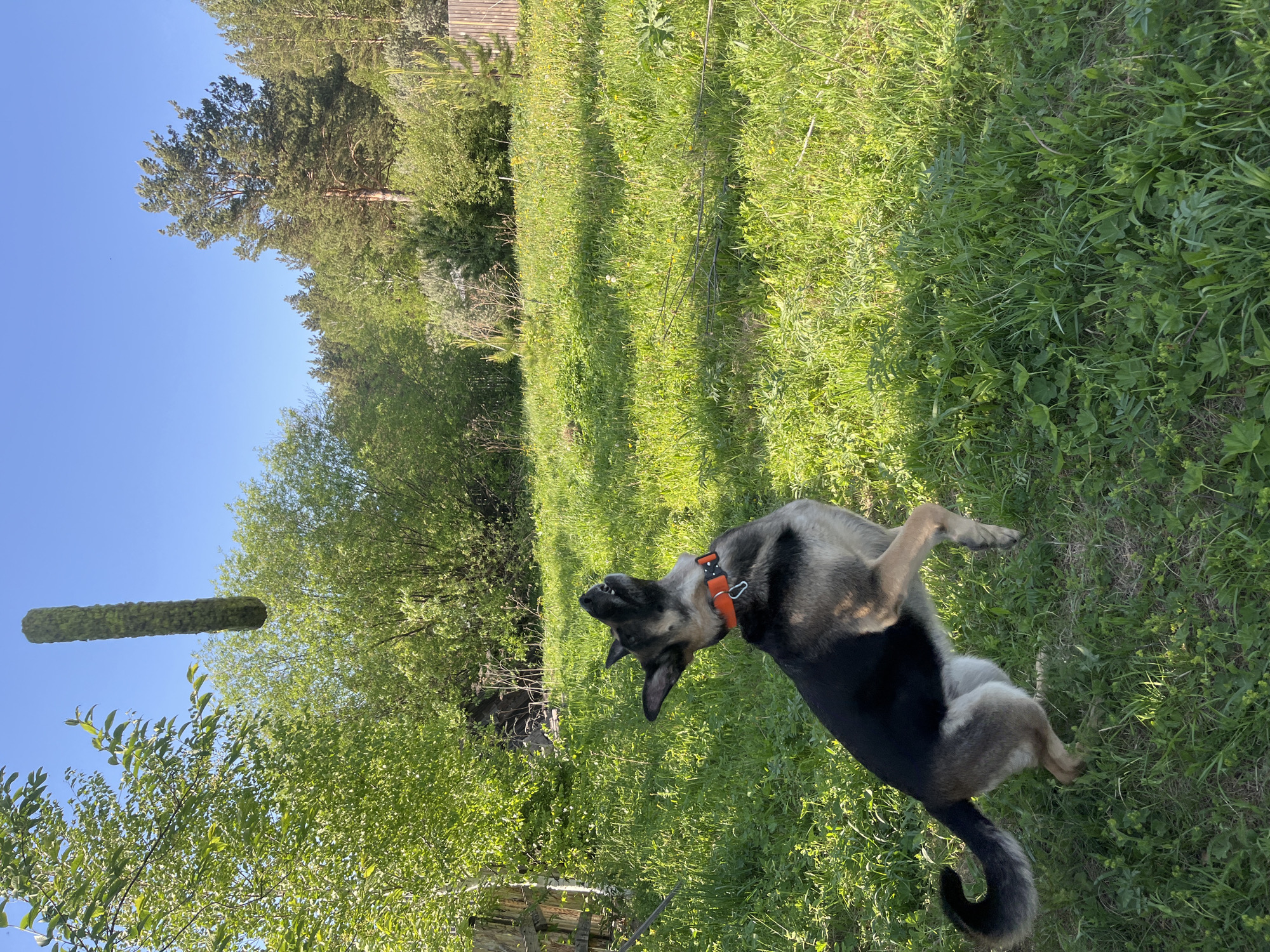 A medium-sized, short-haired dog with a black and tan coat and an orange collar is rolling on its back in a grassy field. The dog's head is tilted back, and its front paws are raised in the air. The grass is green and lush, and there are trees and bushes in the background. The sky is blue and clear. The location cannot be confirmed as Nizhny Tagil, Russia from the given image.