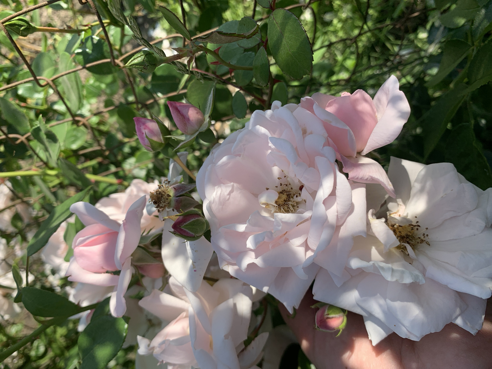 In the city of Vidzy, Vidzy rural council, Belarus, a close-up shot showcases a cluster of pale pink and white roses in full bloom. A human hand, partially visible in the lower left corner, gently supports one of the large, open rose blossoms. The roses are surrounded by green foliage and thorny stems, with a wire fence visible in the upper right portion of the frame. Several rose buds, some a deep pink and others a lighter green, are also present, hinting at future blooms. The sunlight casts dappled shadows across the petals, highlighting the delicate texture of the flowers. The background is softly blurred, emphasizing the roses as the primary subject.