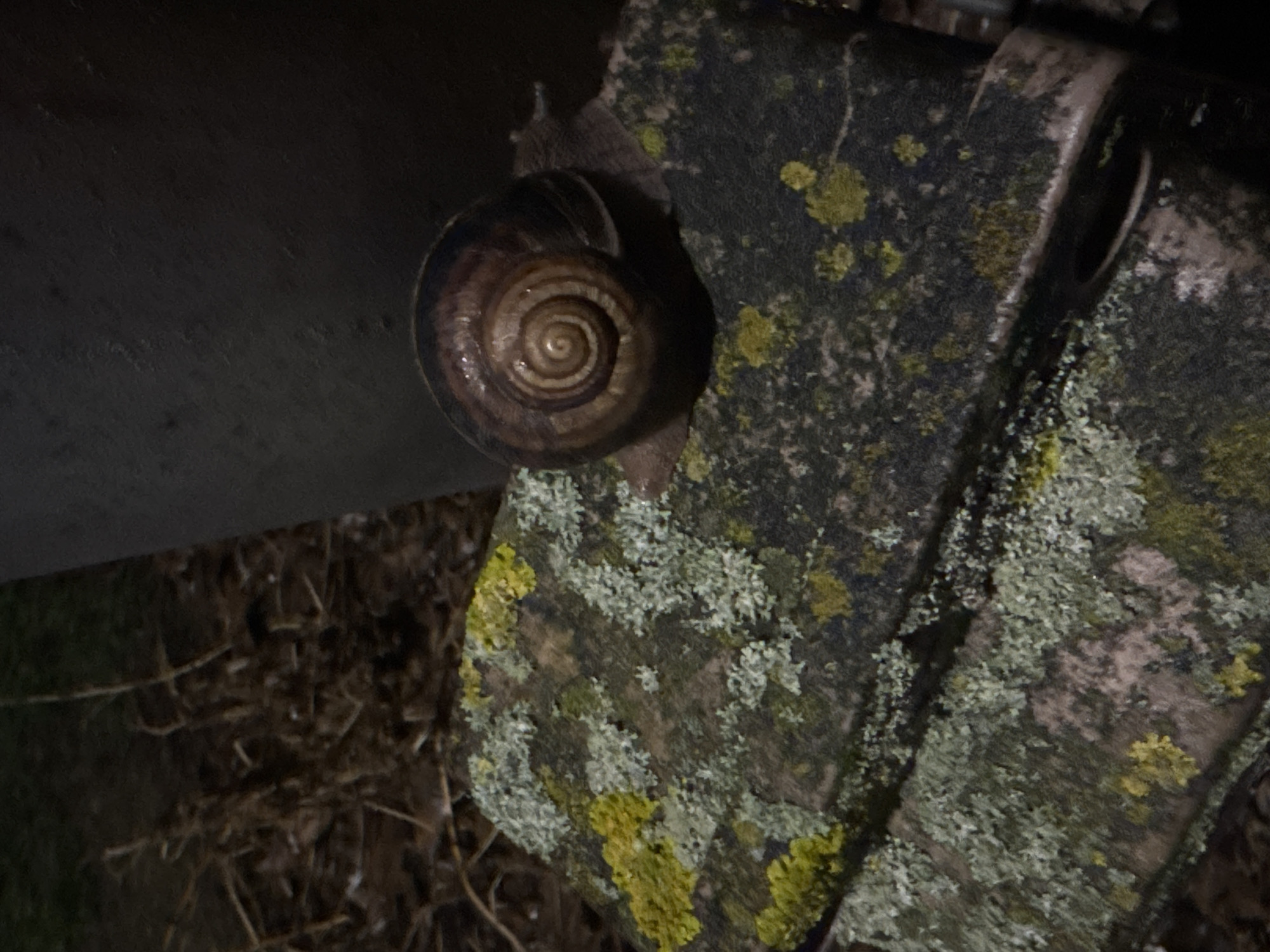 A snail with a dark brown and tan shell is perched on a weathered, lichen-covered metal object. The metal has visible bolt holes and is partially obscured by dark shadows. The area surrounding the metal object is dimly lit with some dried vegetation visible. There is no information in the image to identify the location.