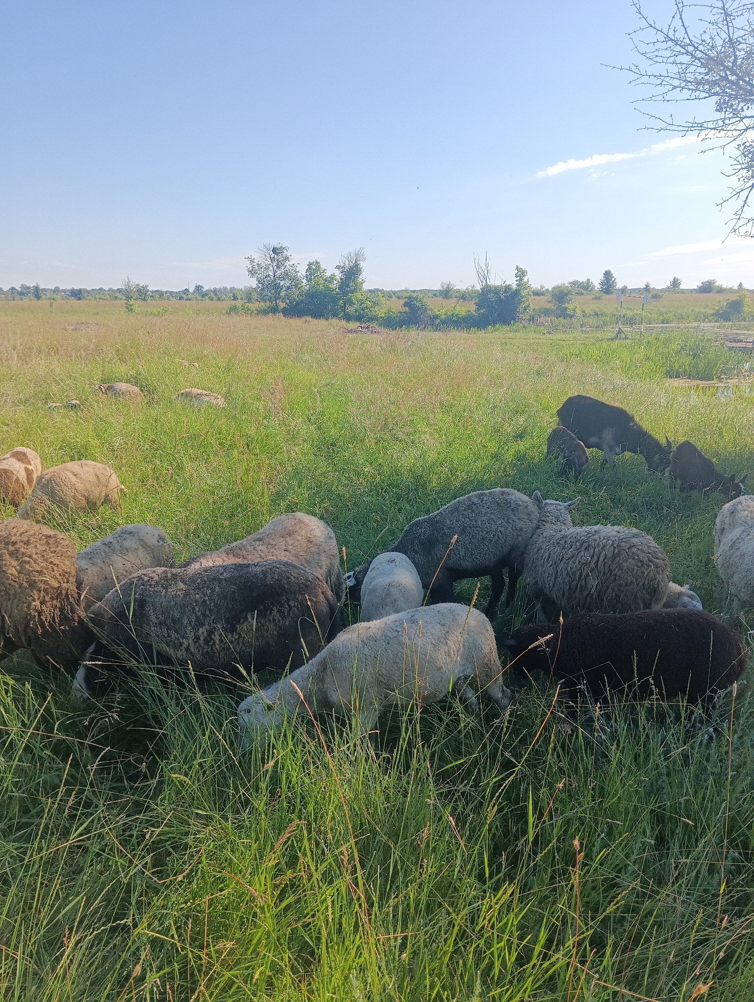 A flock of sheep graze in a grassy field under a clear blue sky. The sheep are of various colors including white, brown, and black, and they are scattered throughout the image. Some sheep are facing away from the camera, while others are partially visible from the side. The field is covered in tall green grass and some dry, lighter-colored vegetation. In the background, there are trees and shrubs, and a distant horizon. The lighting suggests it is daytime, possibly late afternoon due to the warm tones. There are no visible structures or human presence in the immediate vicinity.