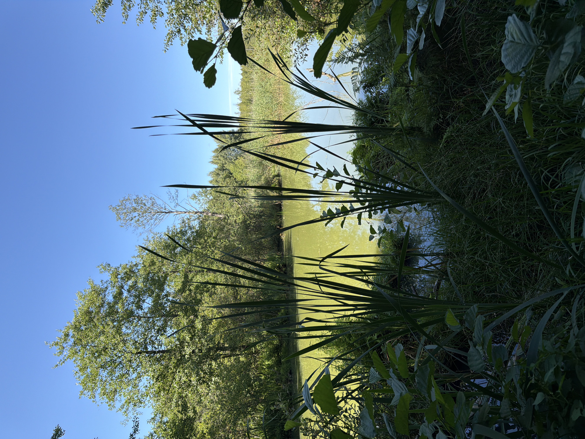 The image depicts a natural scene by a body of water. In the foreground, tall green reeds and leafy plants create a sense of depth and enclosure. Beyond these, a greenish-yellow pond is visible, reflecting the clear blue sky. The water is surrounded by dense foliage, including trees and smaller bushes, with a mix of light and shadow. In the background, a line of trees and reeds stretches across the horizon. The overall impression is one of a serene and untouched natural environment.