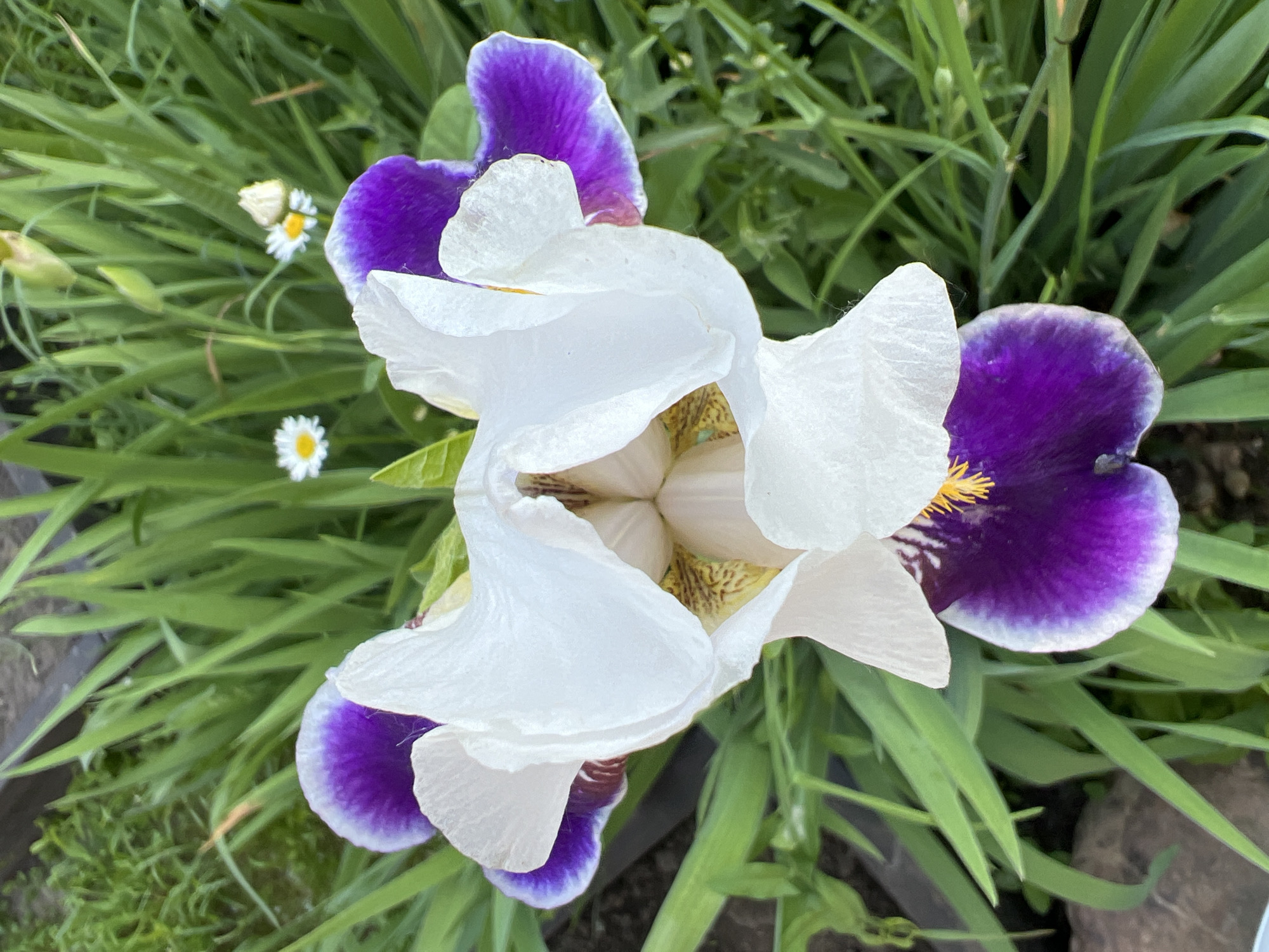 In the city of Mochische, Russia, a close-up, top-down view captures a striking iris flower in bloom. The flower's petals are a vibrant mix of white and deep purple, with the purple forming a distinct border along the edges of some petals and a rich center on others. The delicate white petals are unfurled, revealing intricate patterns of yellow and brown markings within the flower's core. Surrounding the iris, lush green foliage provides a natural backdrop, with several small white daisies and some unopened flower buds interspersed amongst the leaves. The scene suggests a serene moment in a garden setting.