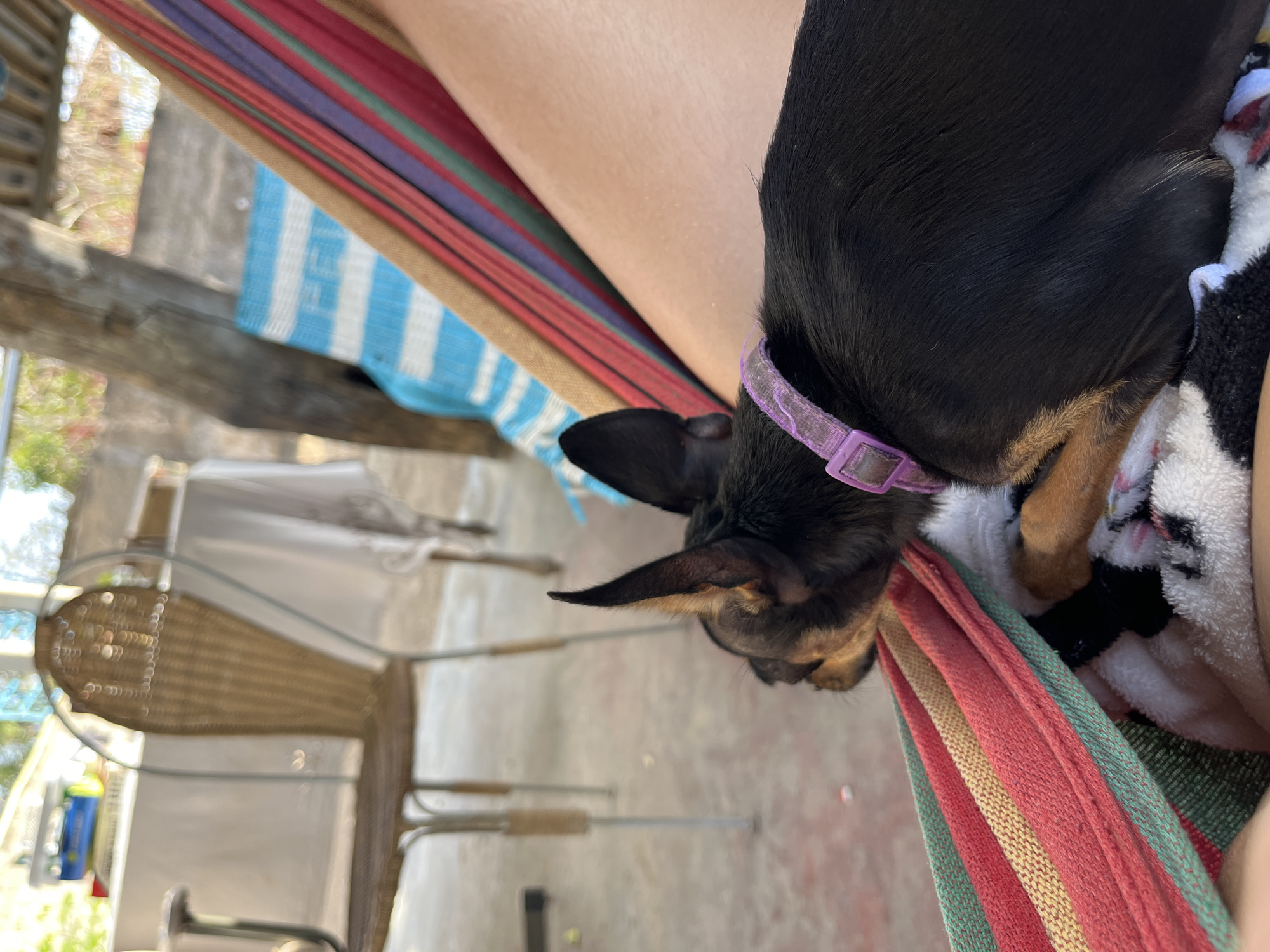 A medium shot of a small, black and tan dog wearing a purple collar, lying on a striped hammock, possibly in the vicinity of Juan Griego, Venezuela. A fair-skinned human is also partially visible within the hammock's confines. A patterned, white and black blanket further cushions the dog. Outside the immediate hammock area, there is outdoor patio furniture visible.